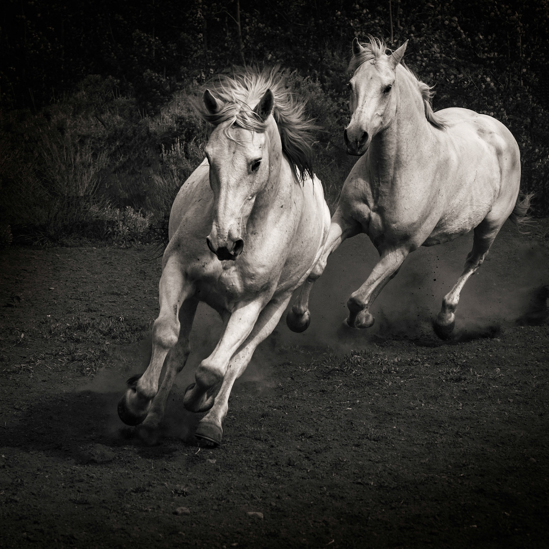 Flying Mane