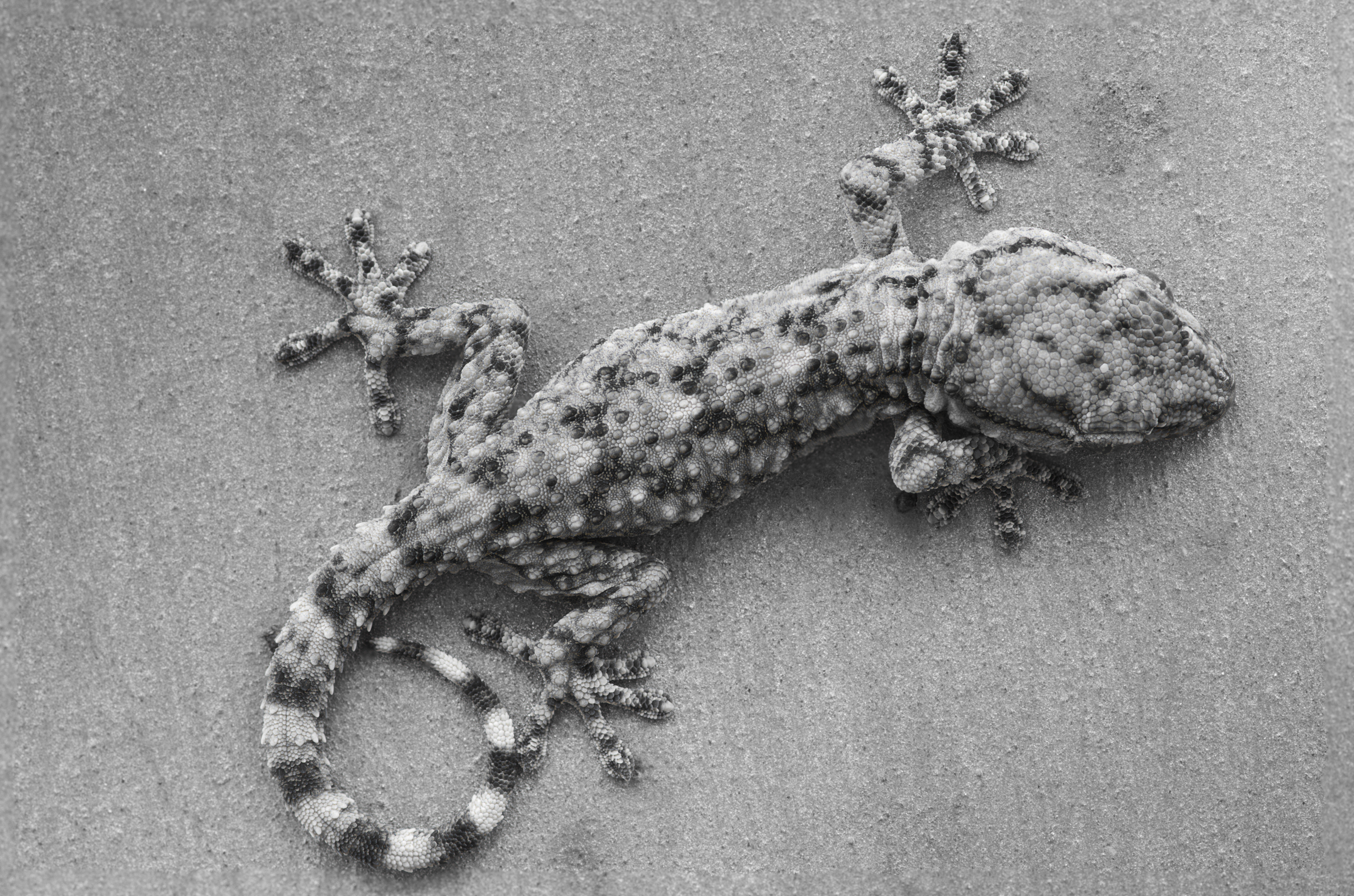 Geko!