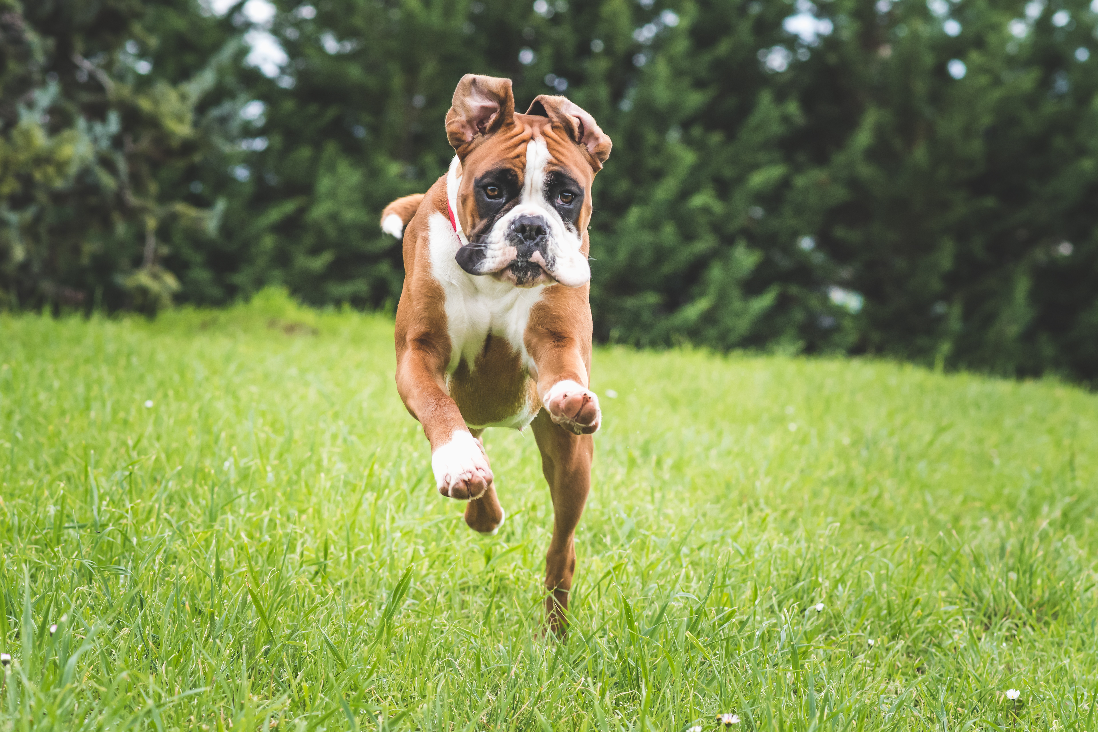 Gilda, Boxer Dog