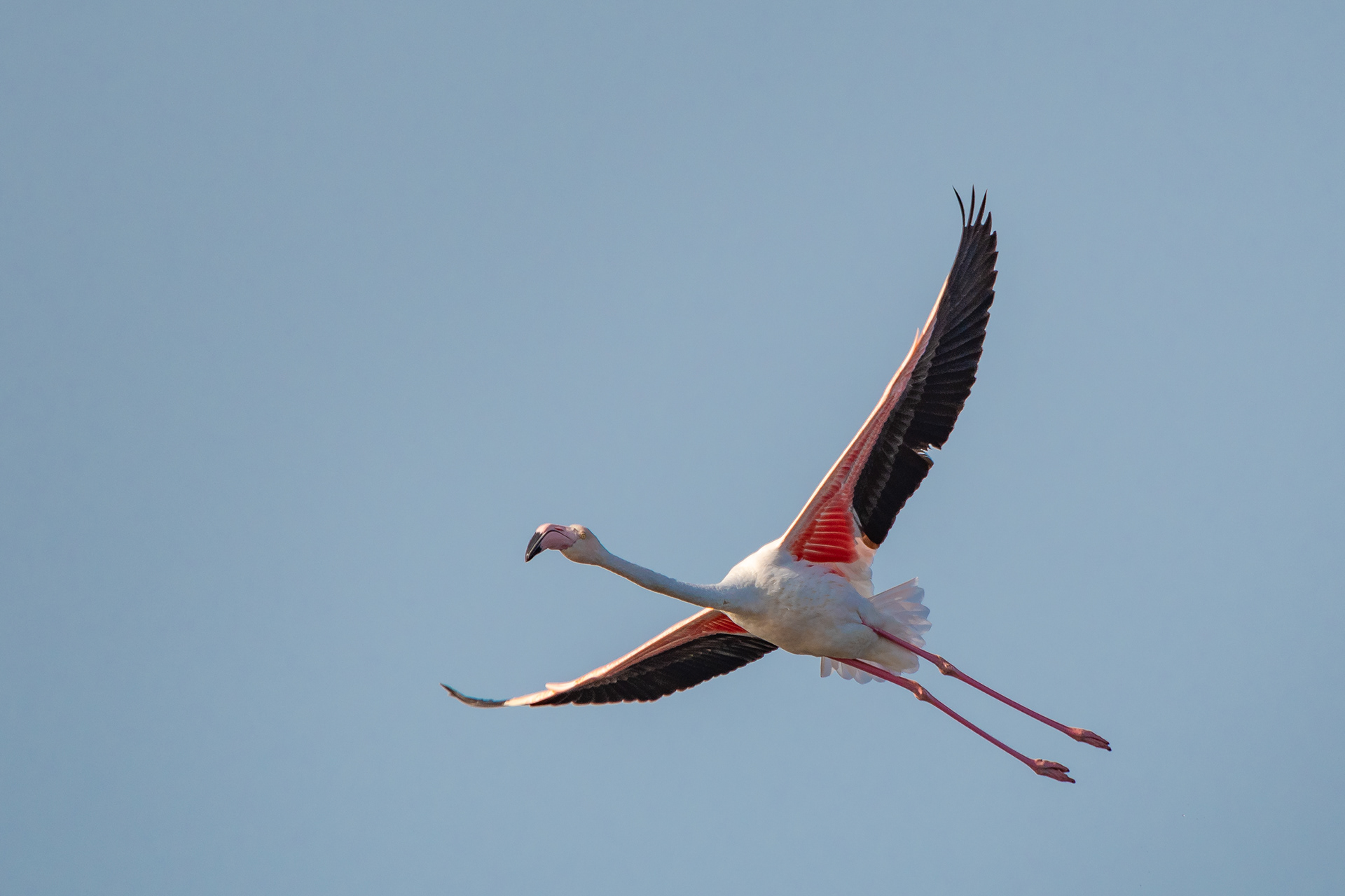 Fenicottero in Volo