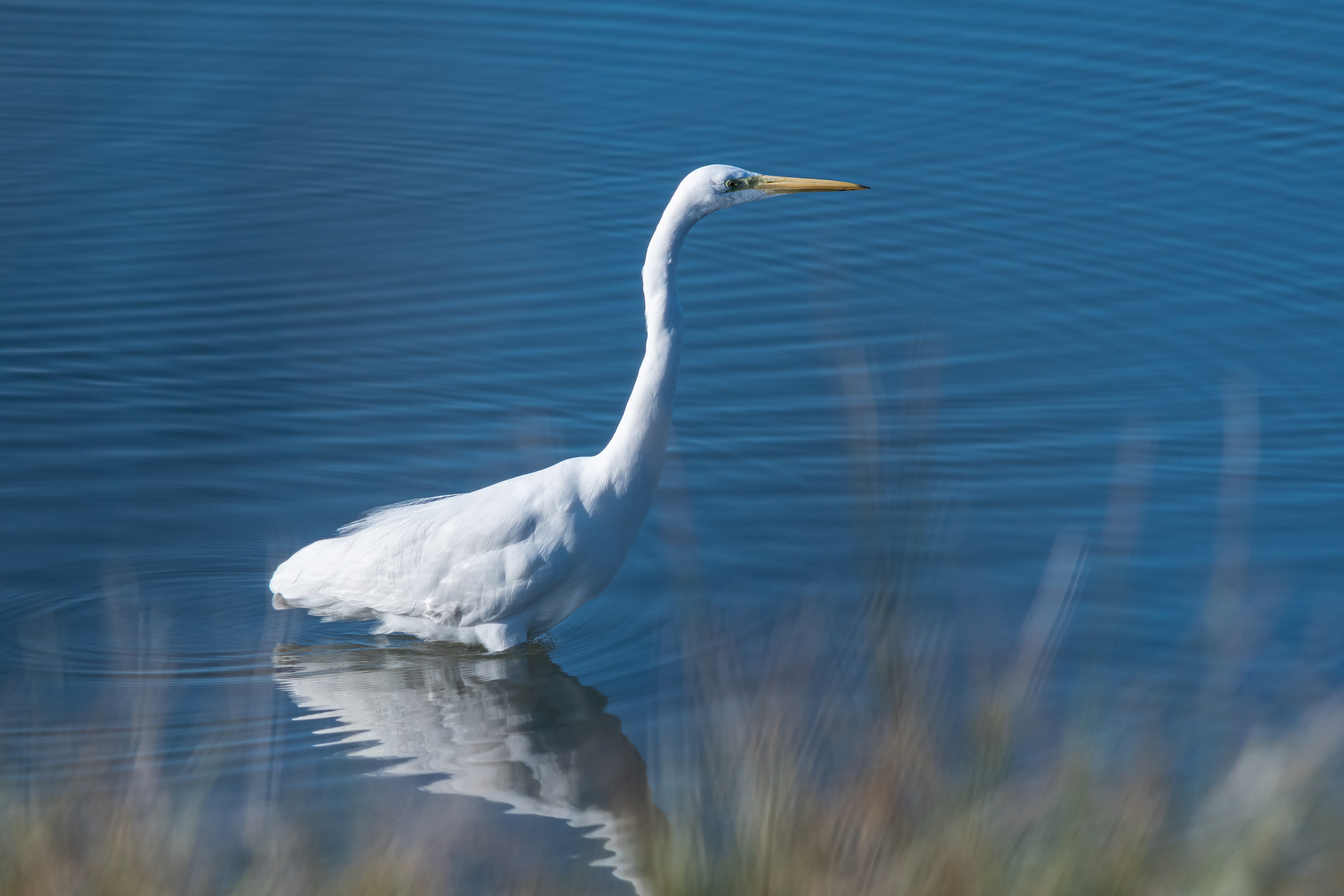 Alle Saline