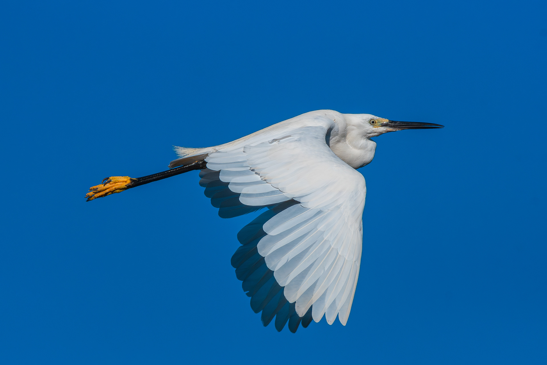 In Volo
