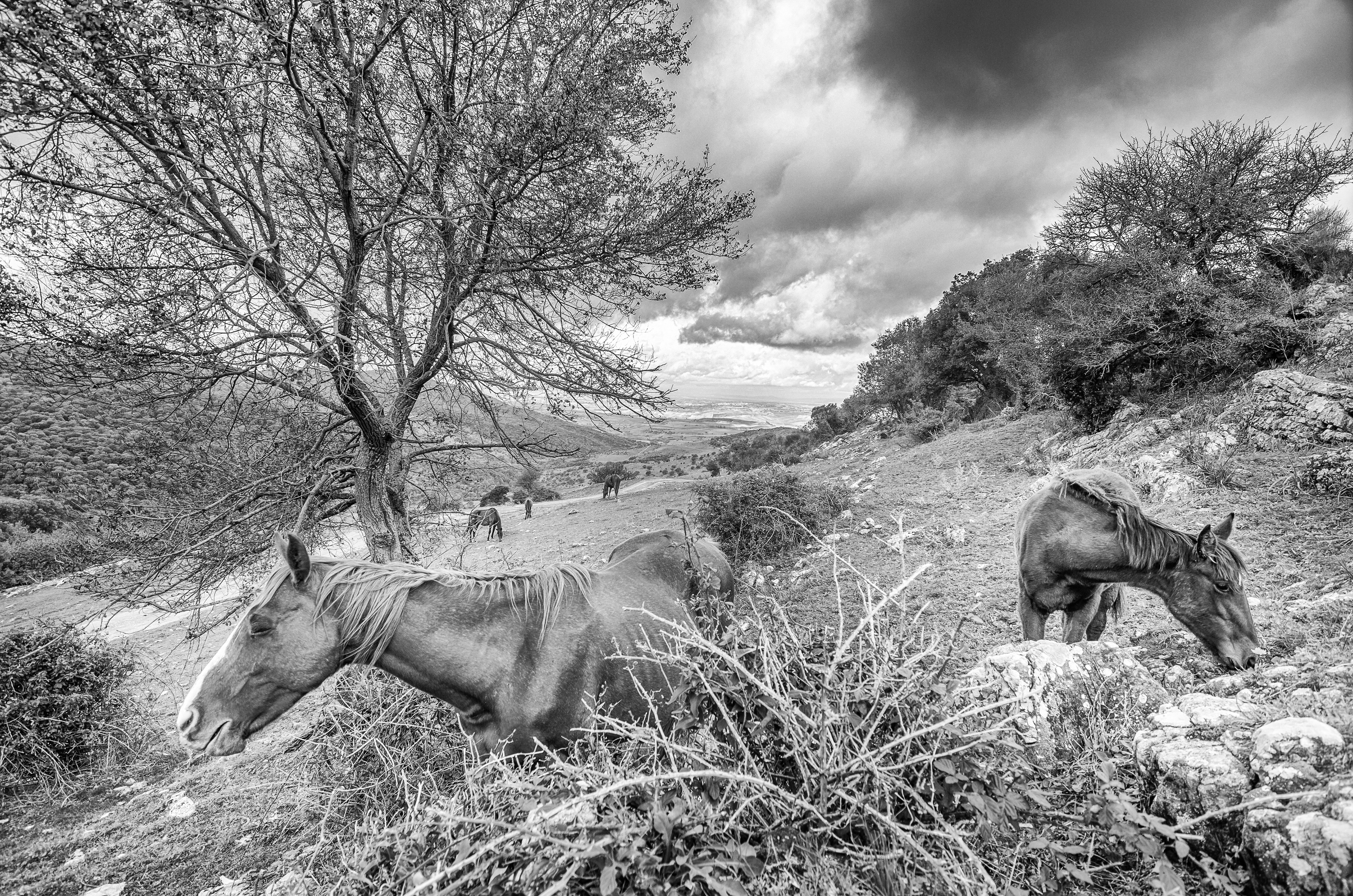 Countryside