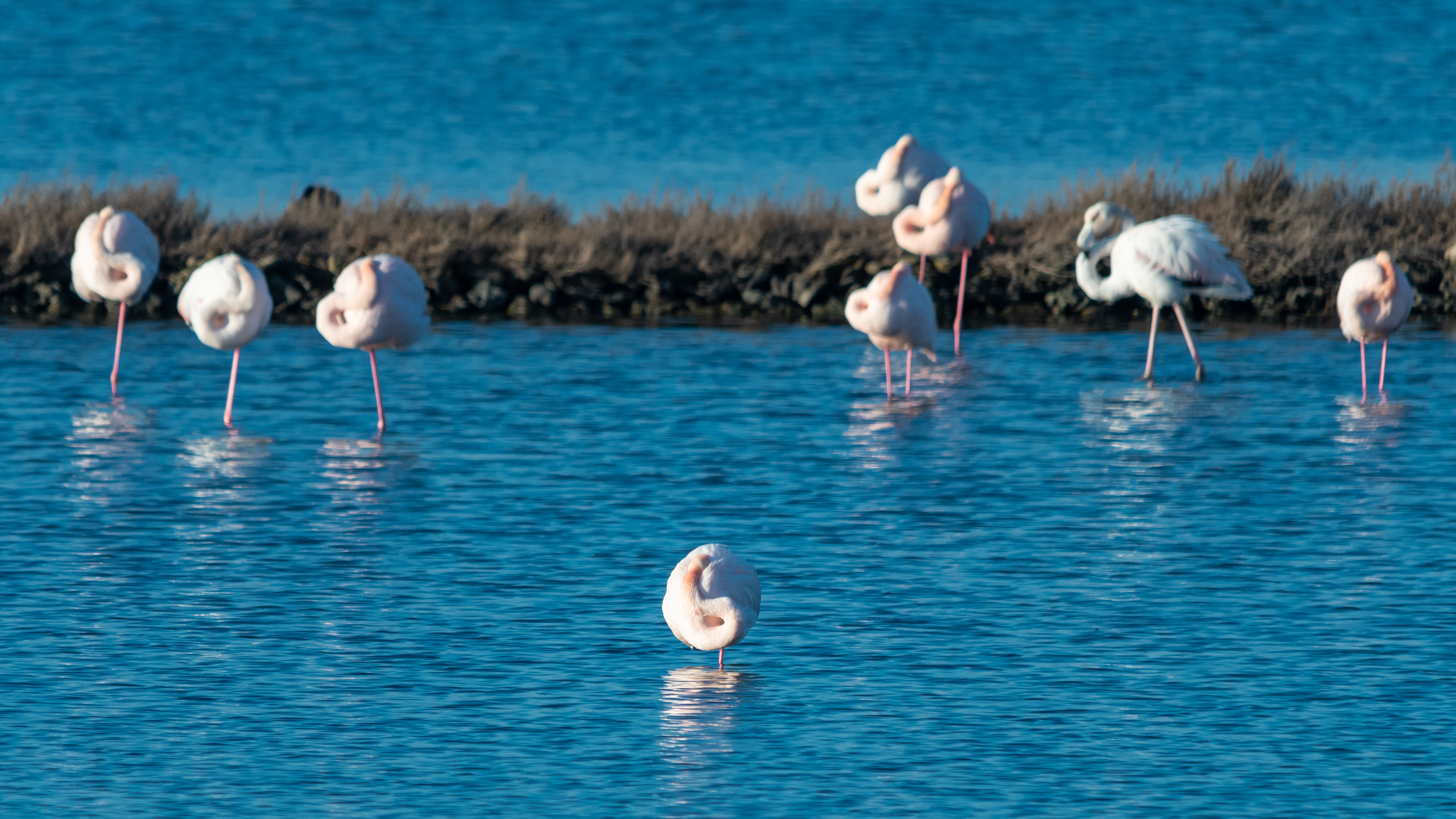 Alle Saline