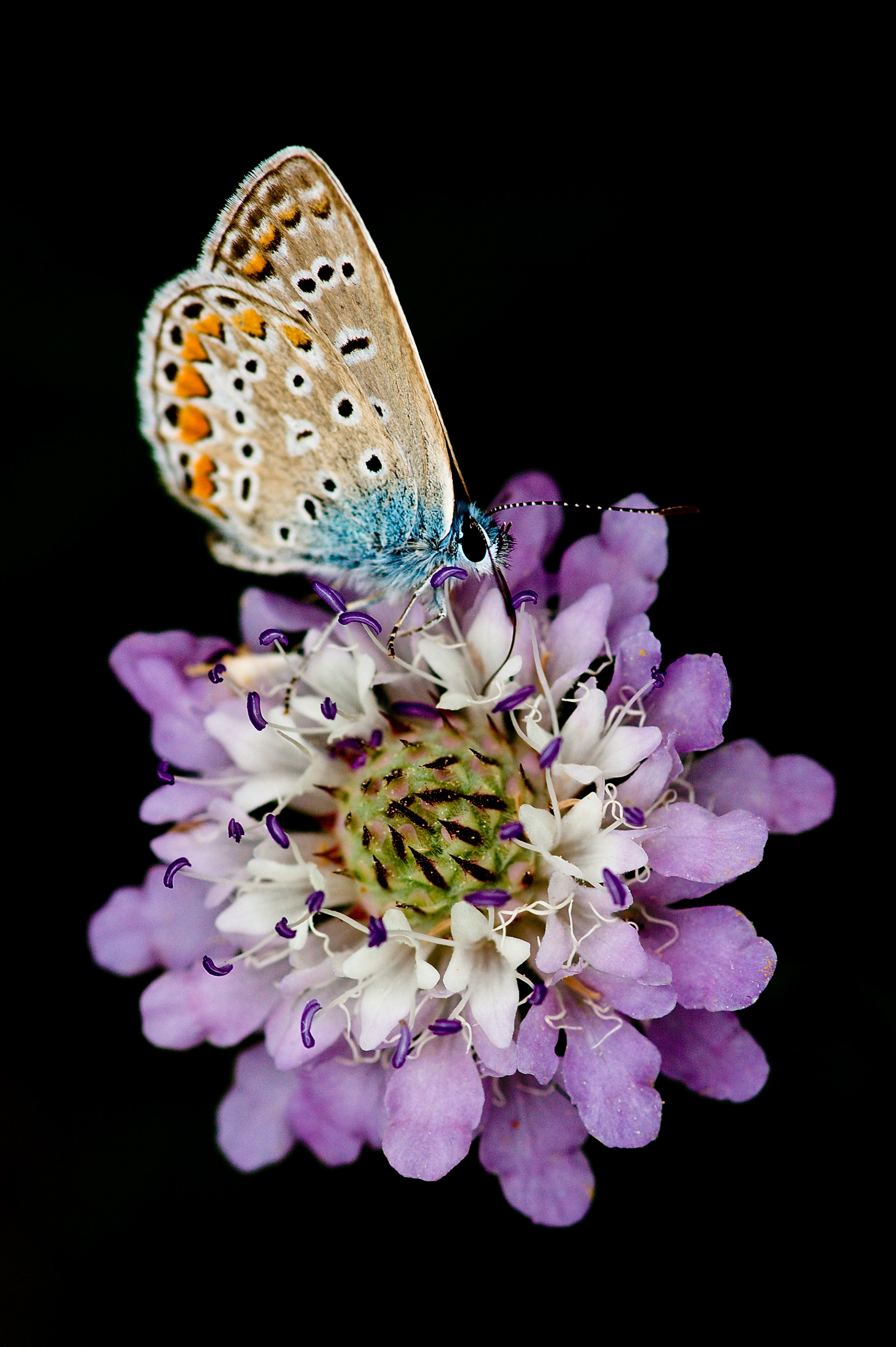Macro Mondo #1