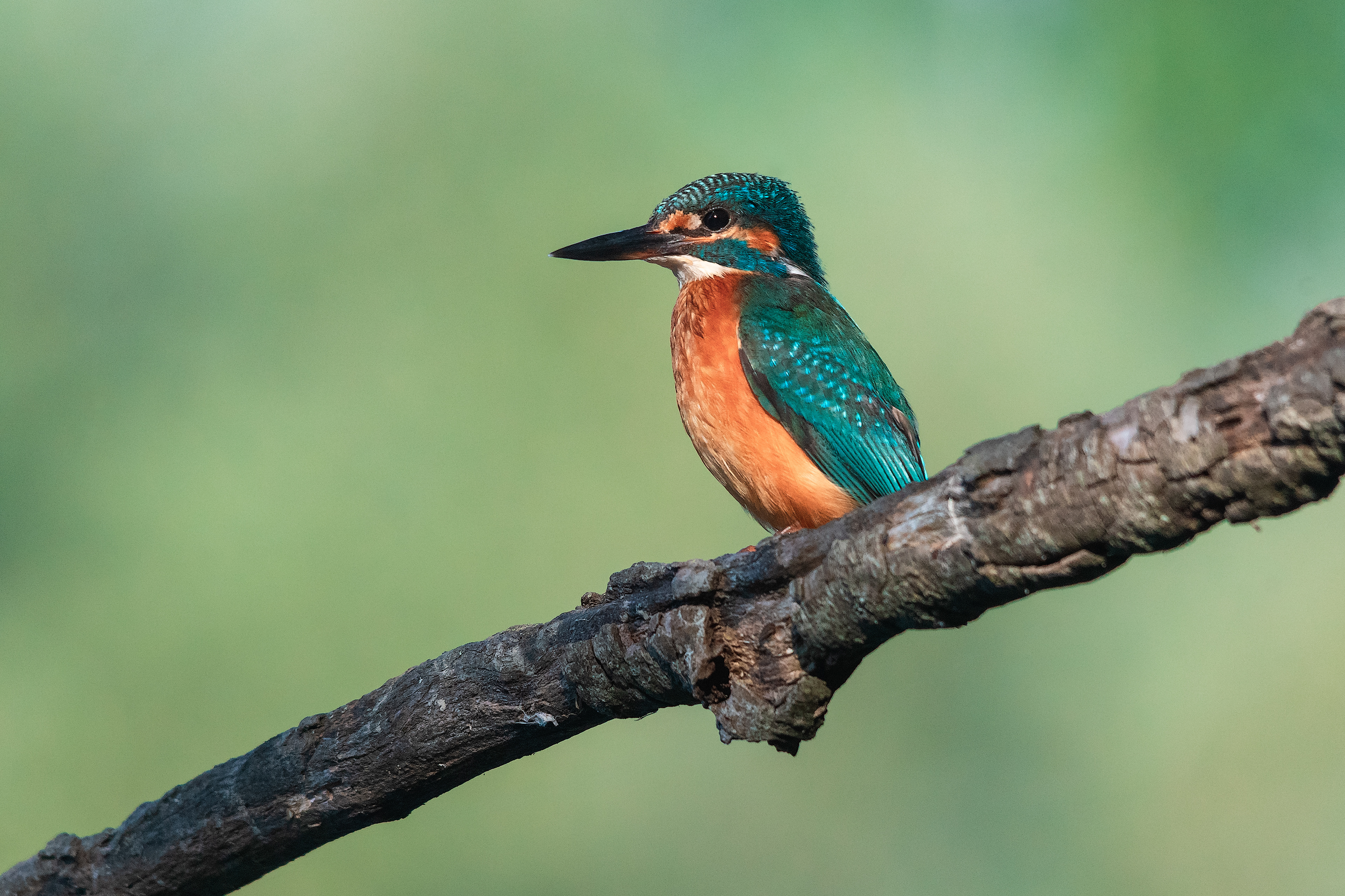 Oasi WWF Lago di Alviano