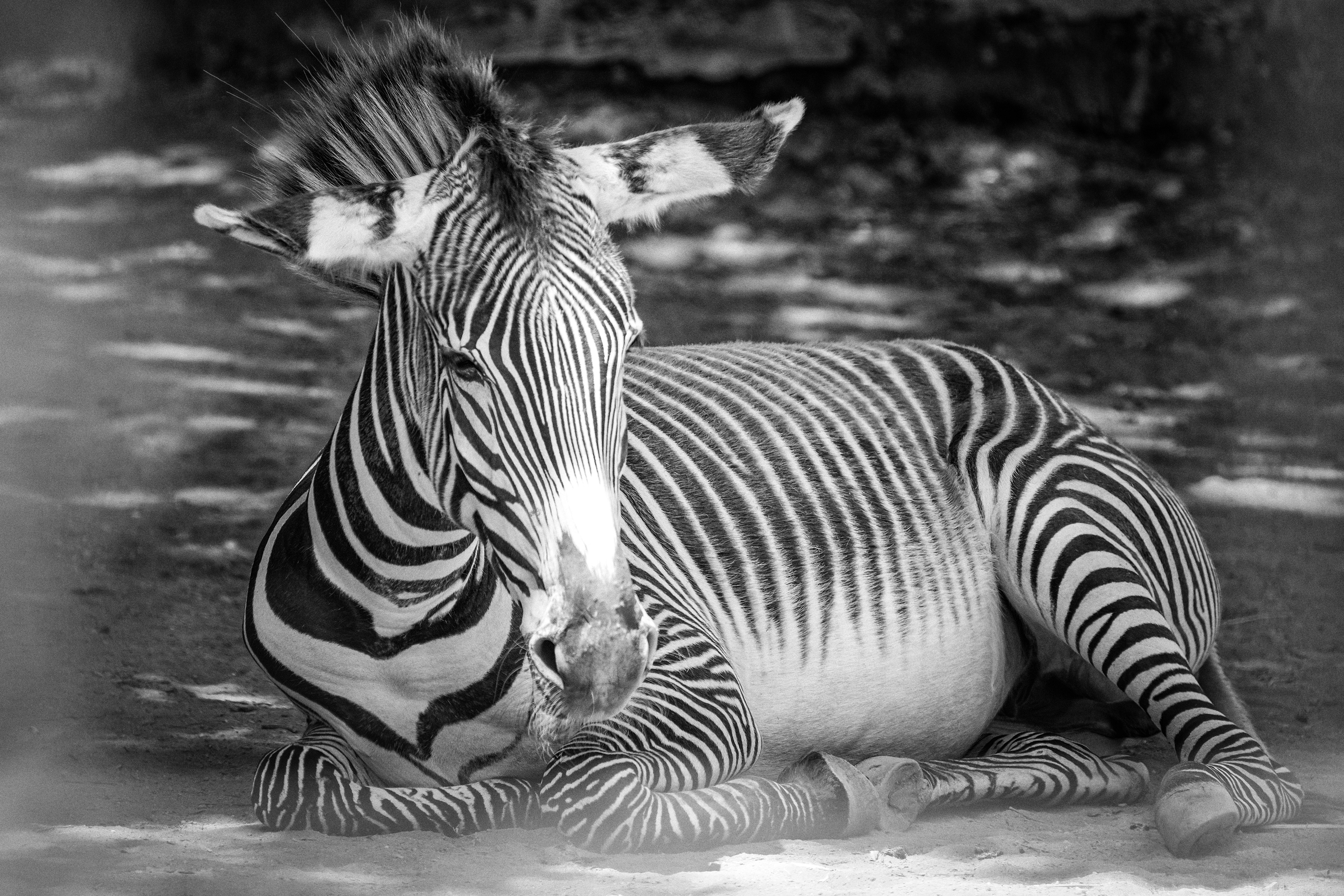 B&W in B&W