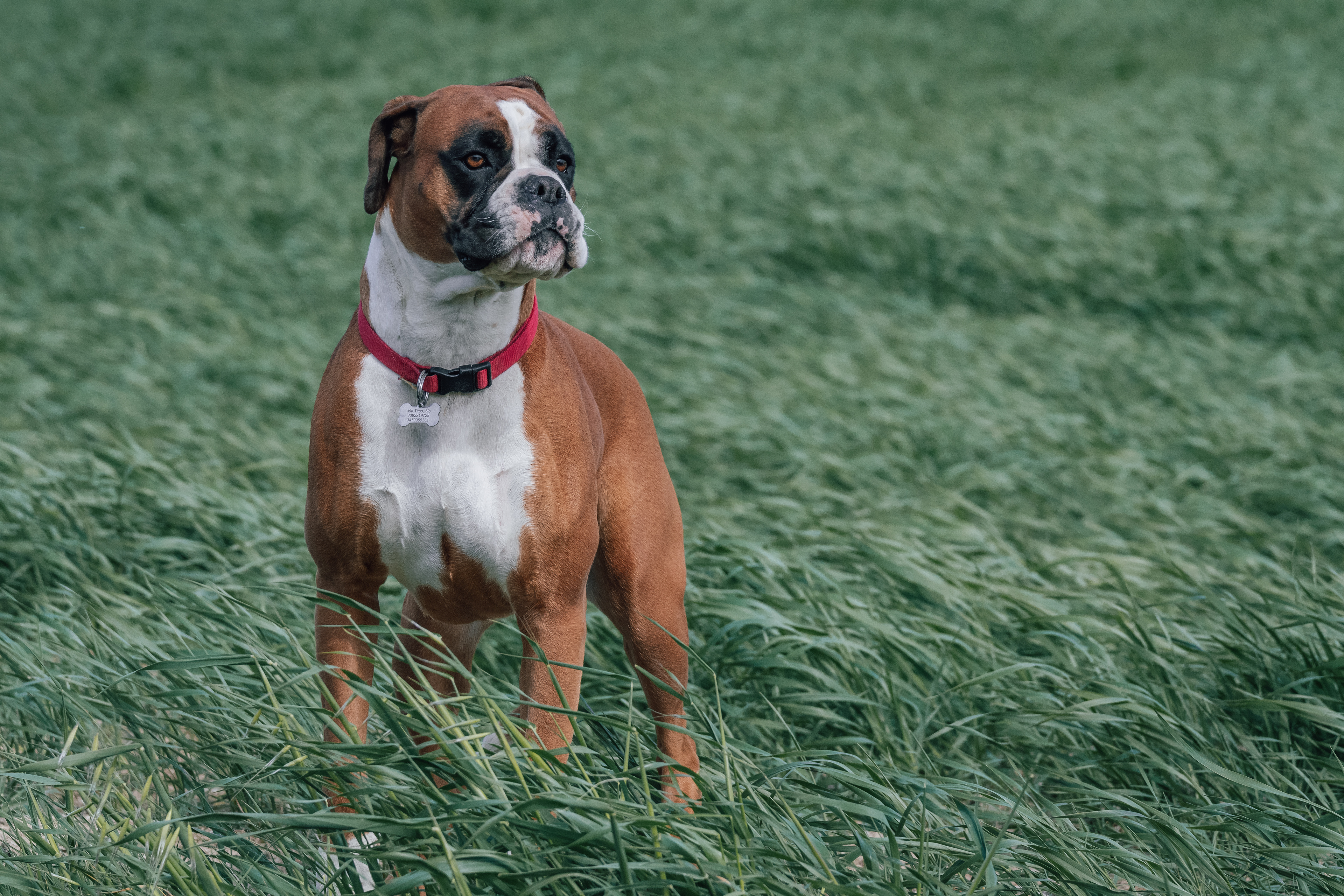 Gilda, Boxer Dog