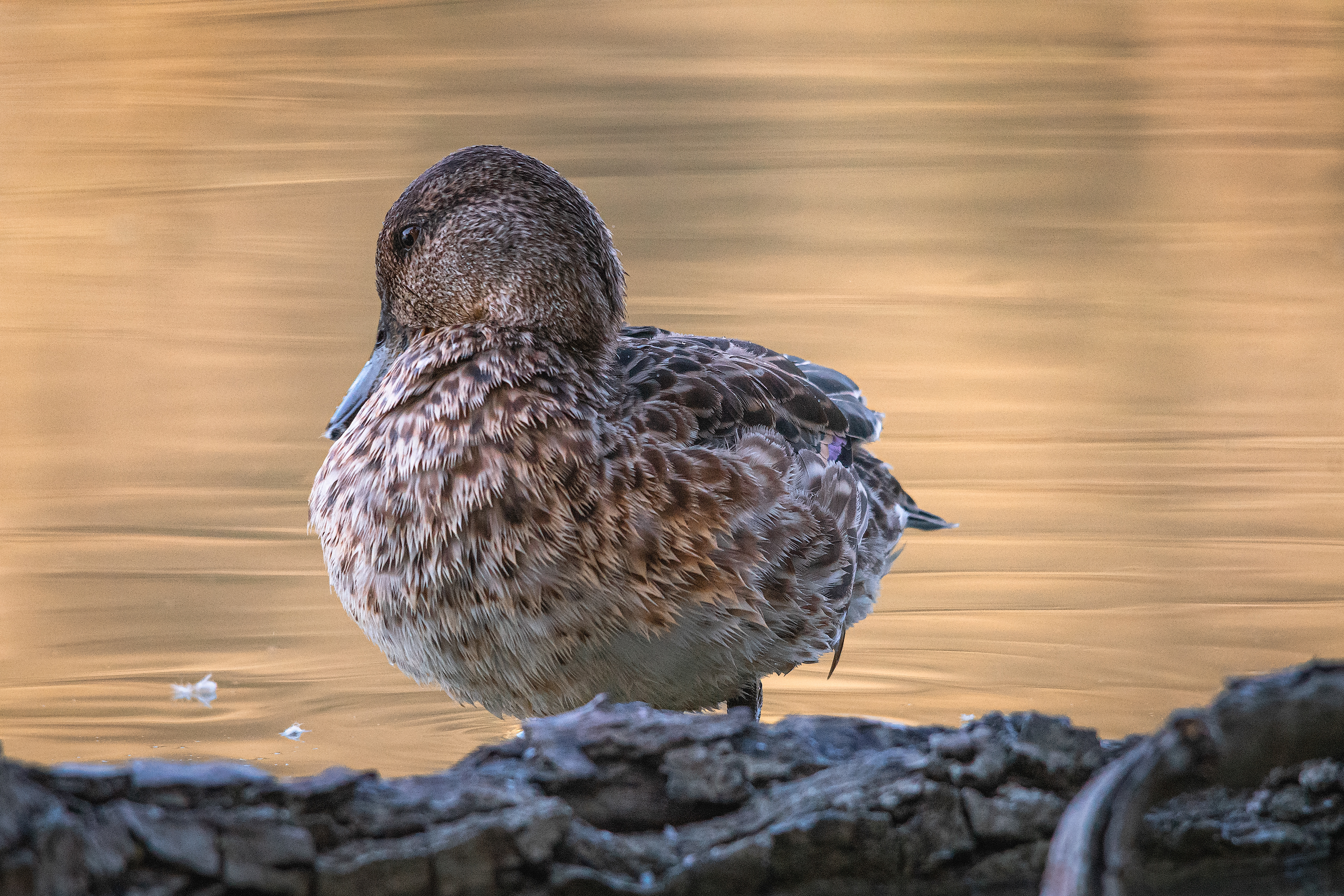 Oasi WWF Lago di Alviano