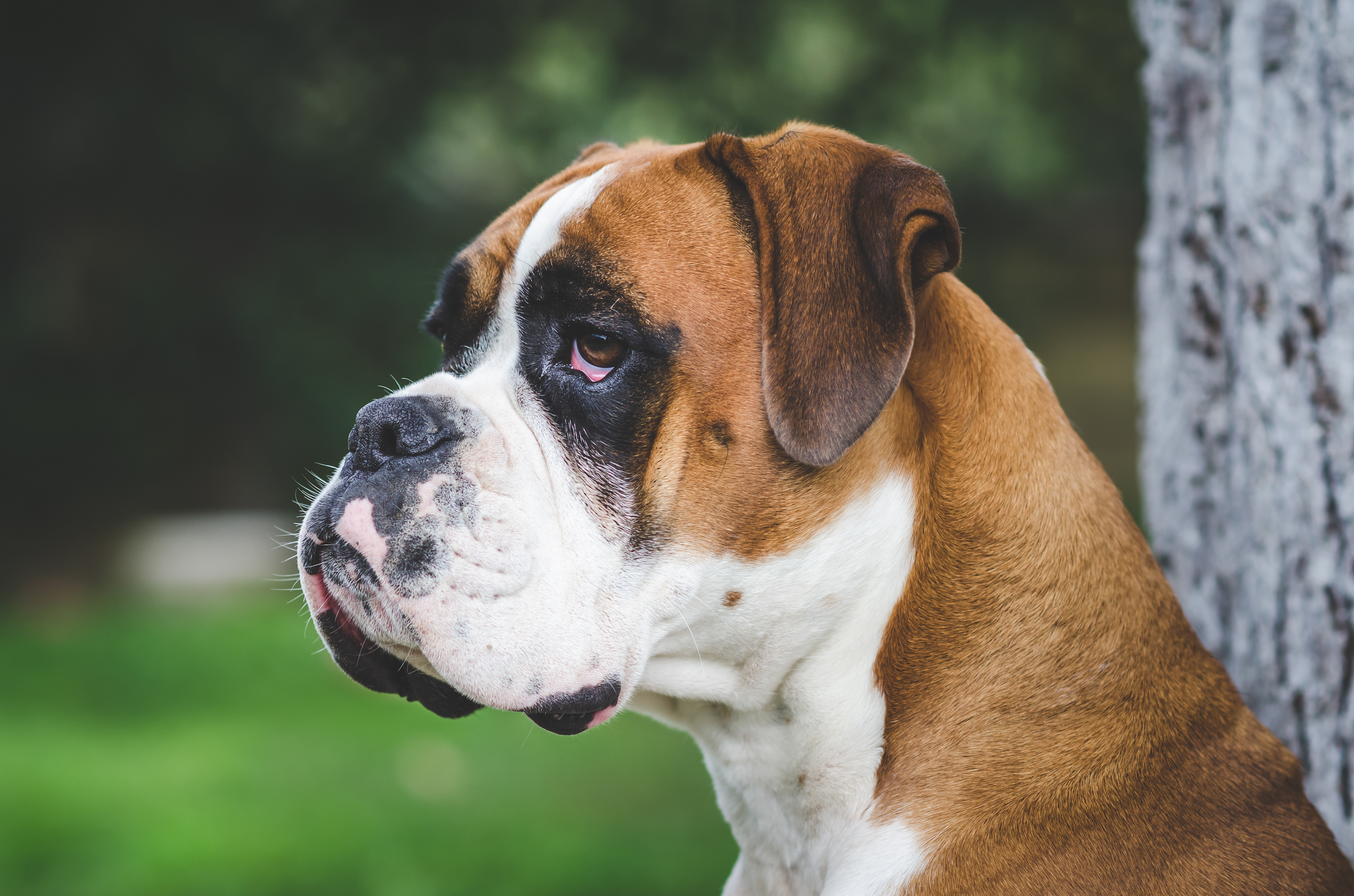 Gilda, Boxer Dog