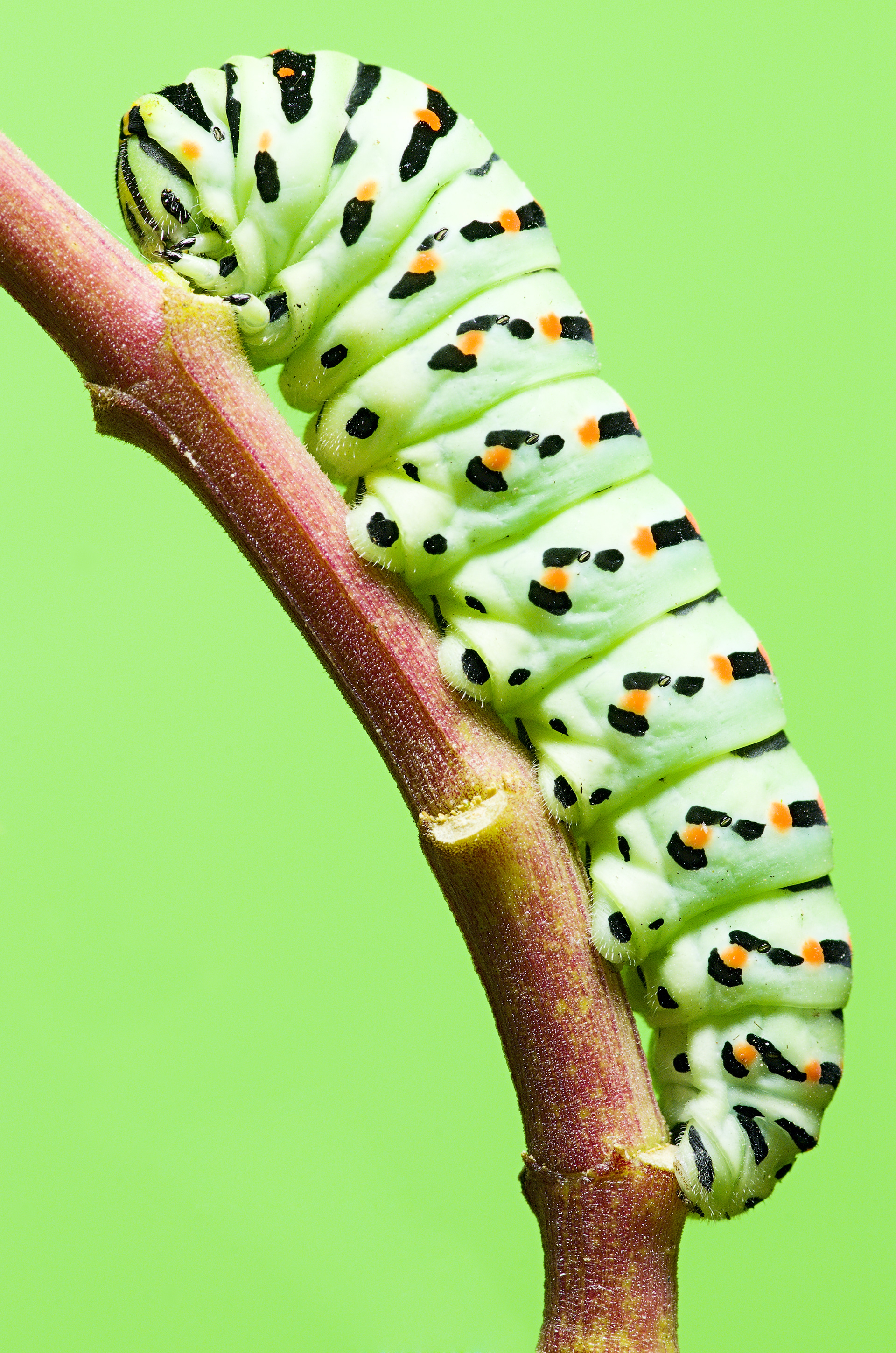 Macro Mondo #5