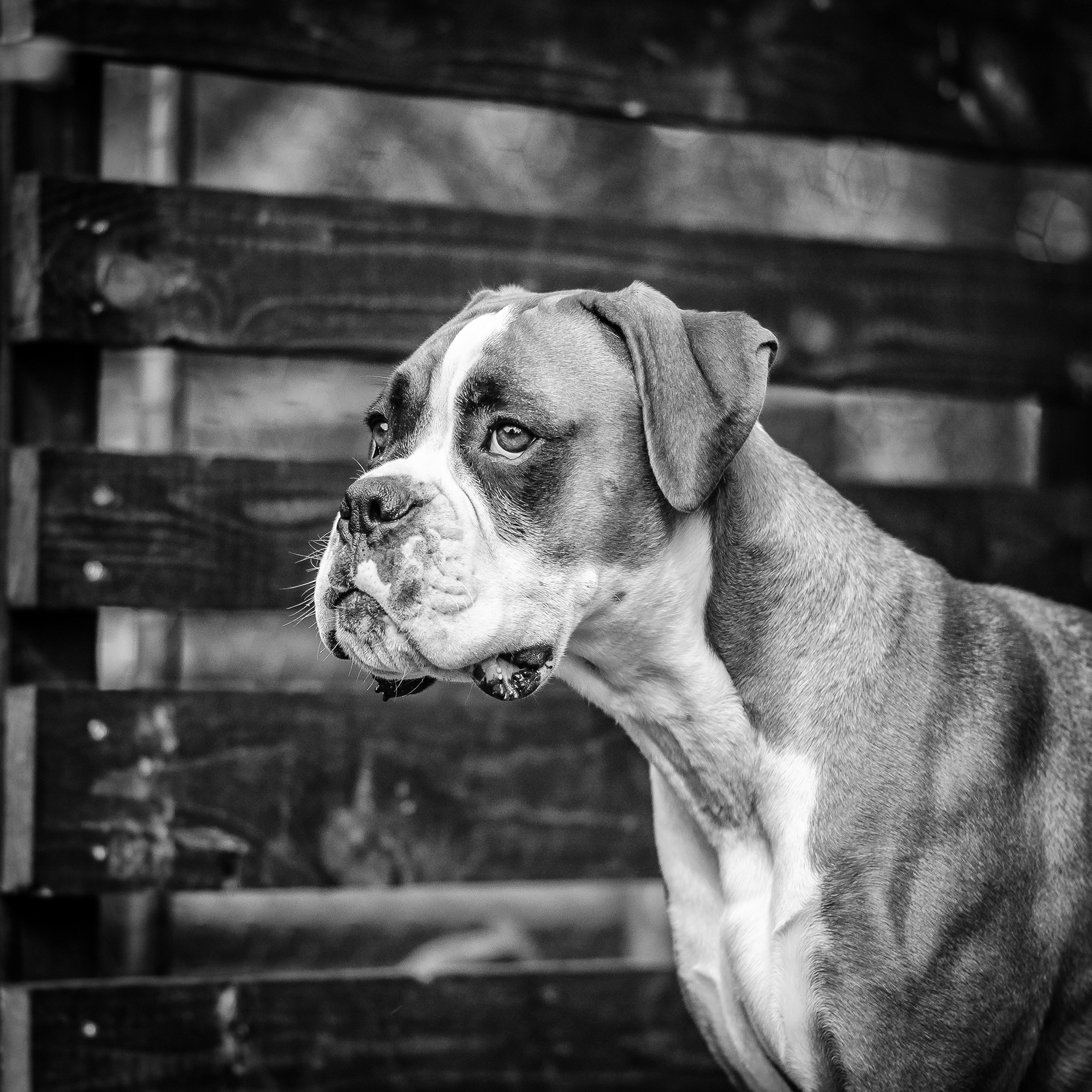 La Boxer