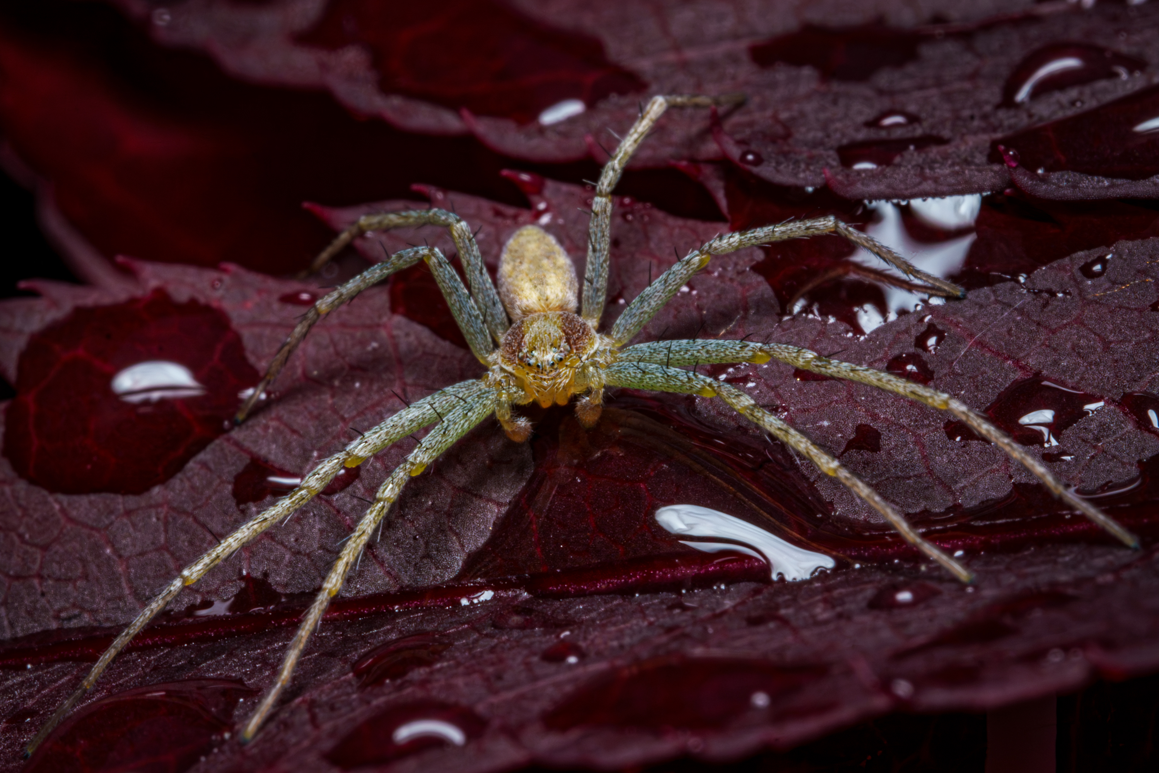 A close-up photograph of a small spider resting on the vibrant green leaf of an Acer tree, with clear droplets of water glistening on the leaf's surface after rain.