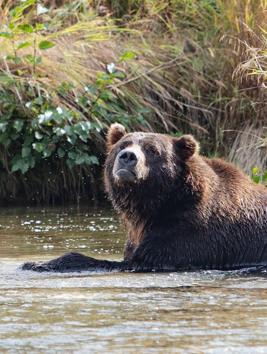 Katmai Peninsula, AK