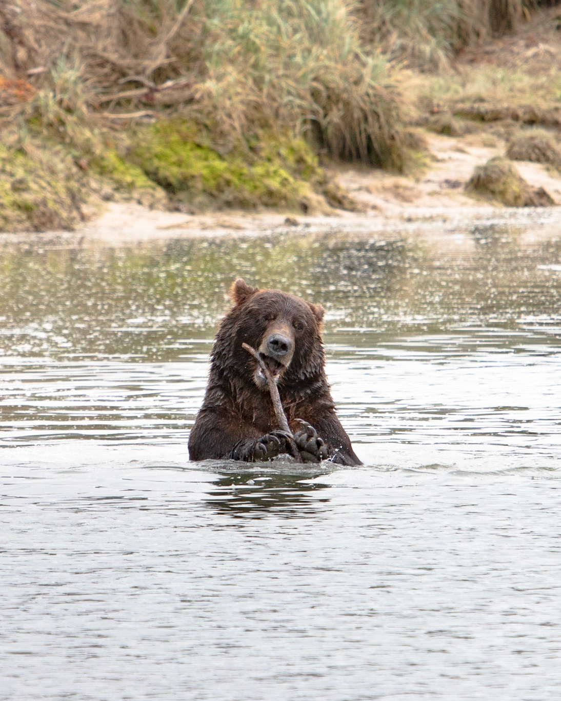 Katmai Peninsula, AK