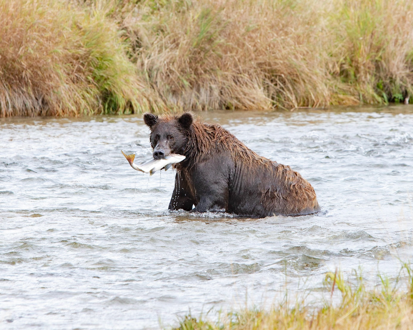Katmai Peninsula, AK