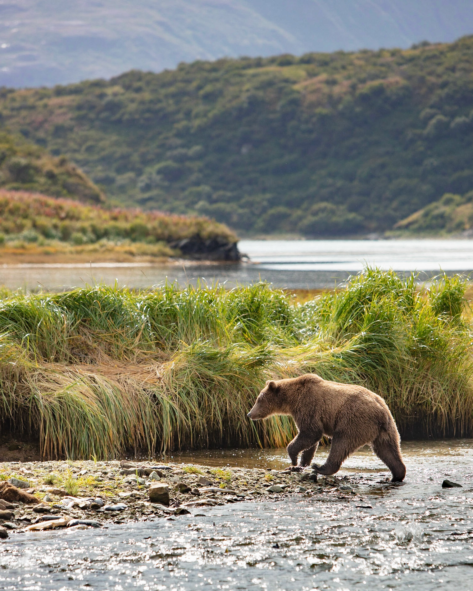 Katmai NP, AK