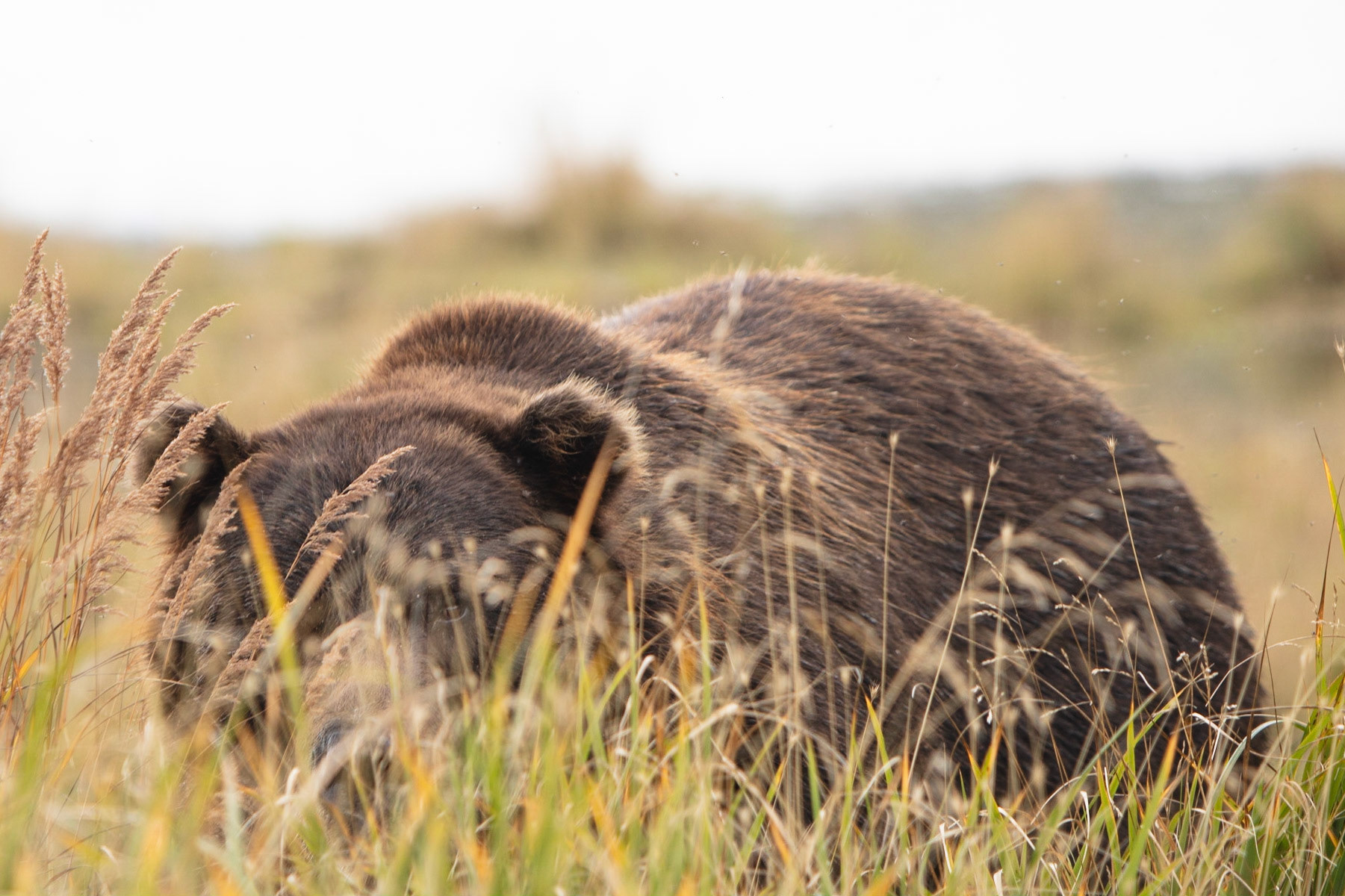 Katmai Peninsula, AK