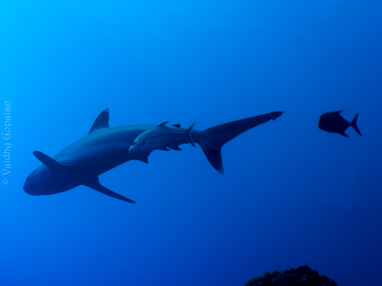 Jack with a shark