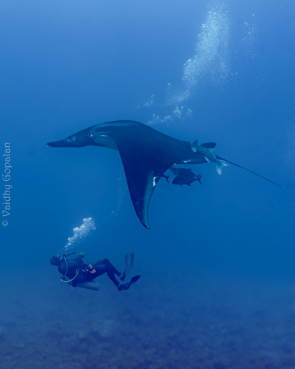 Manta - having a bubble bath
