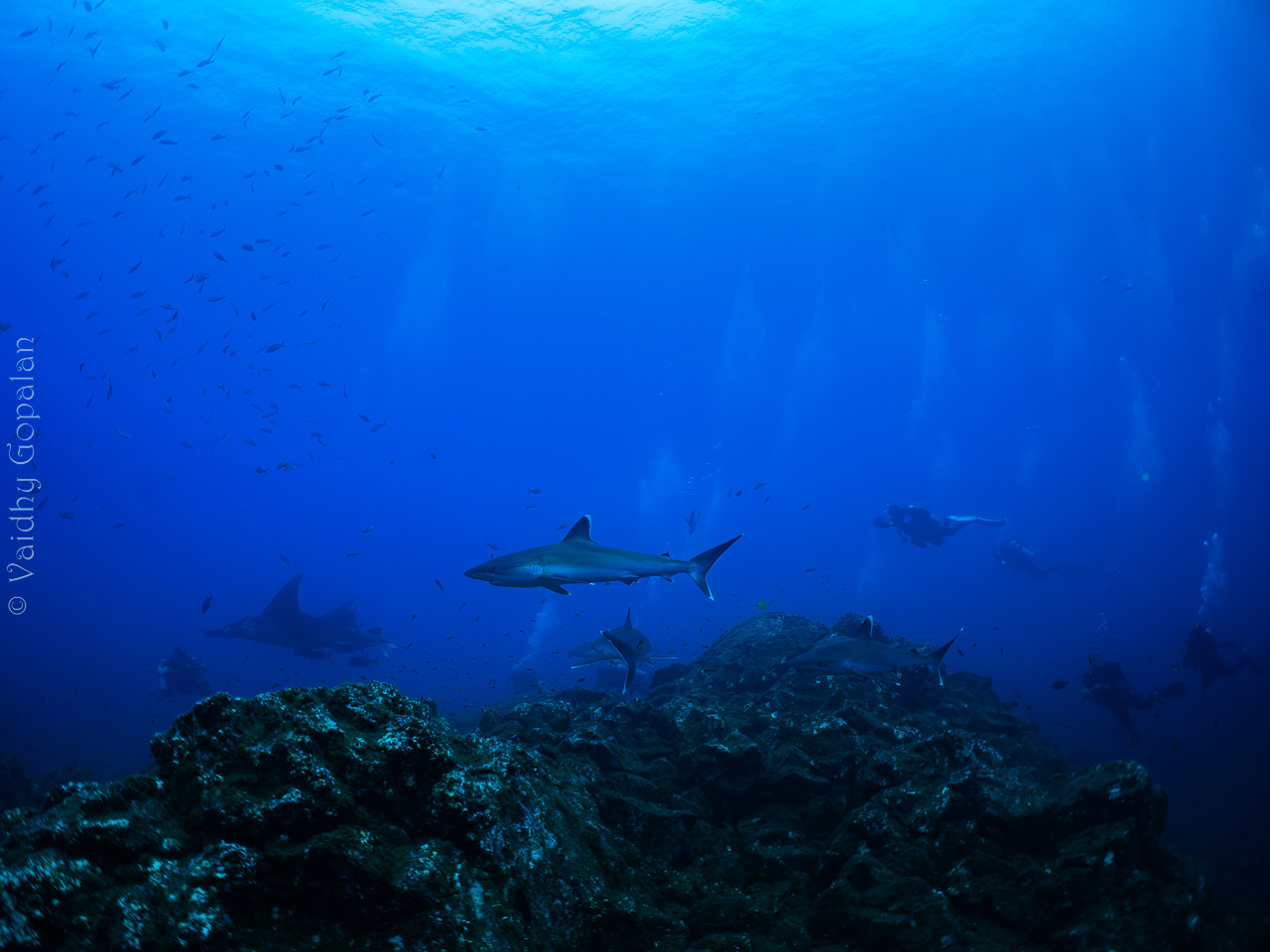 Circling sharks - 3