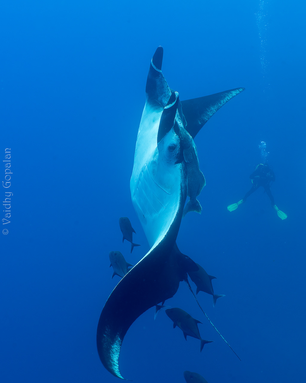 Manta - 1
