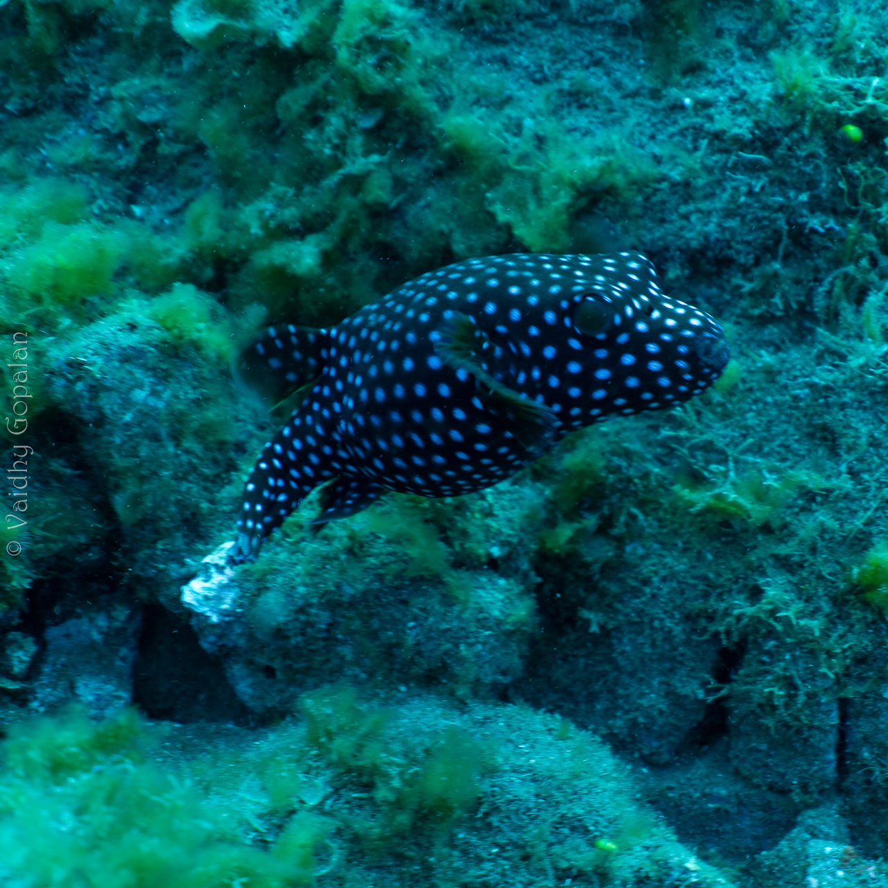 A lone puffer