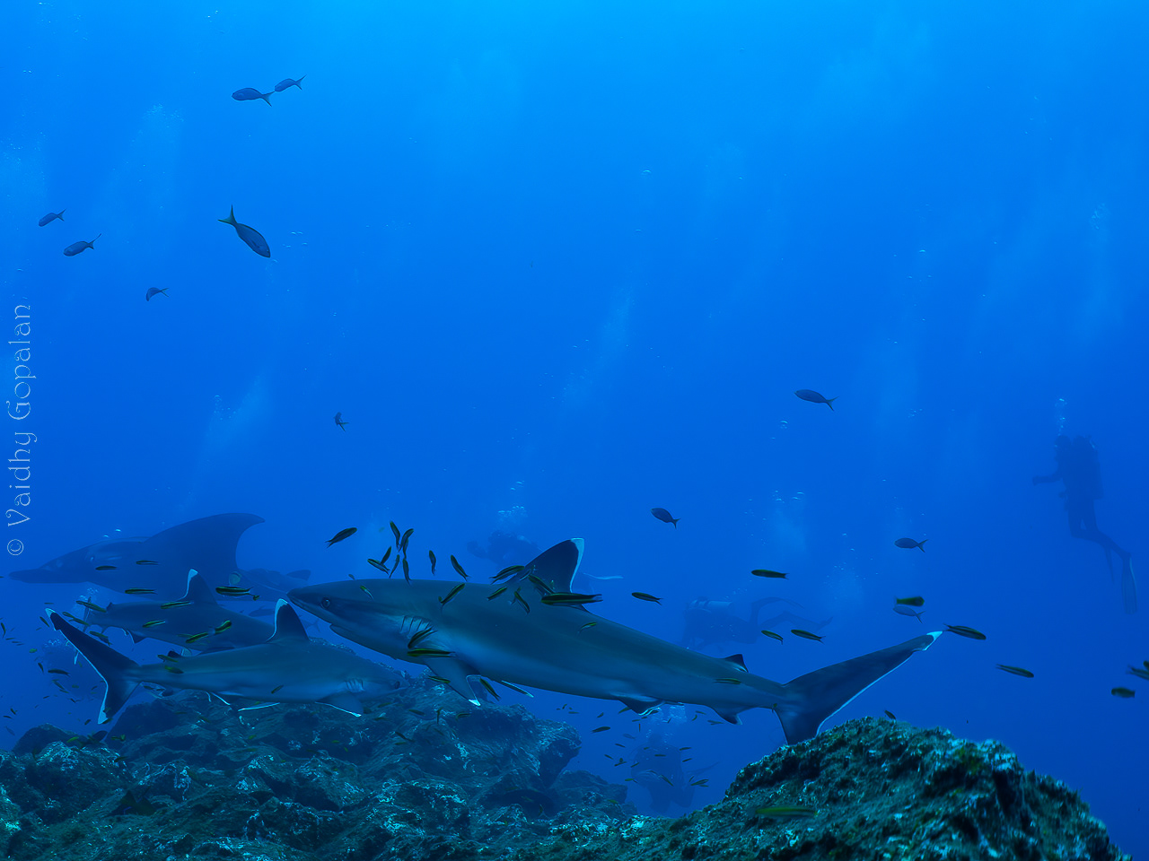 Circling sharks - 2