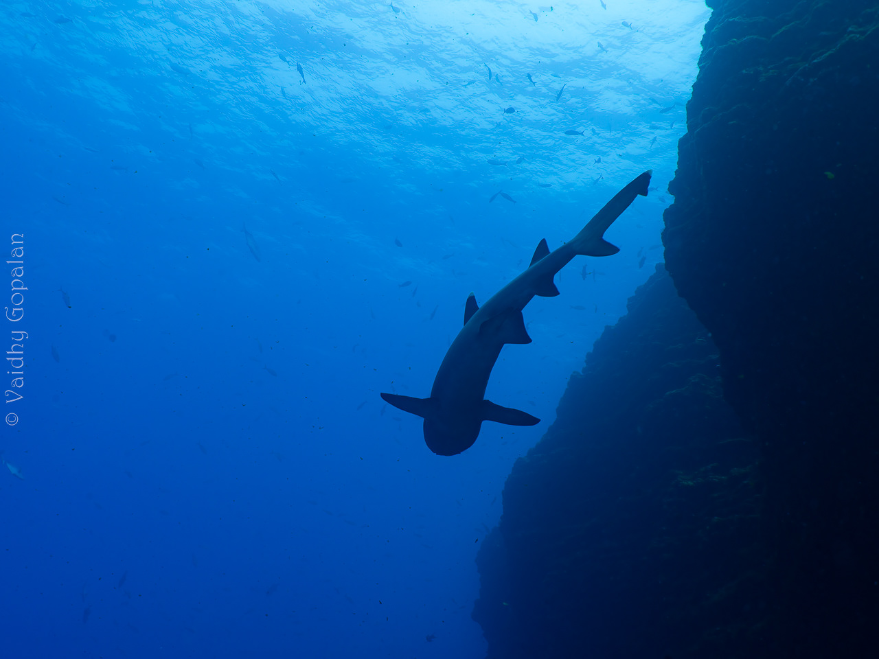 Shark under me