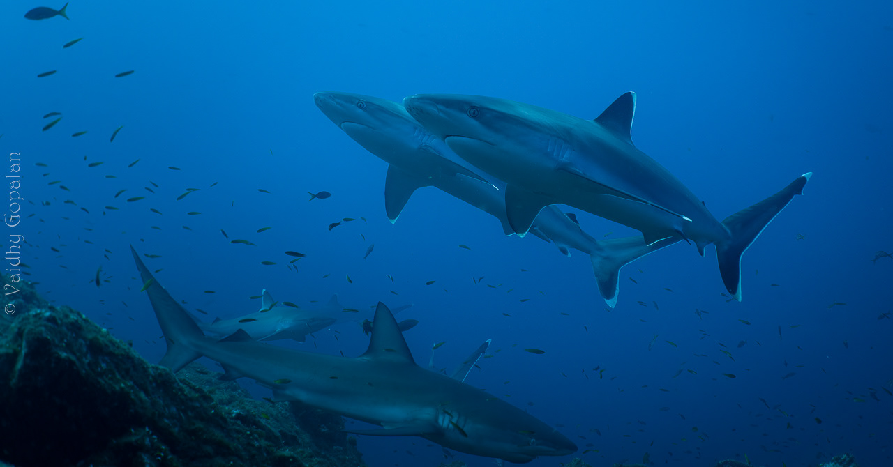 More sharks!!