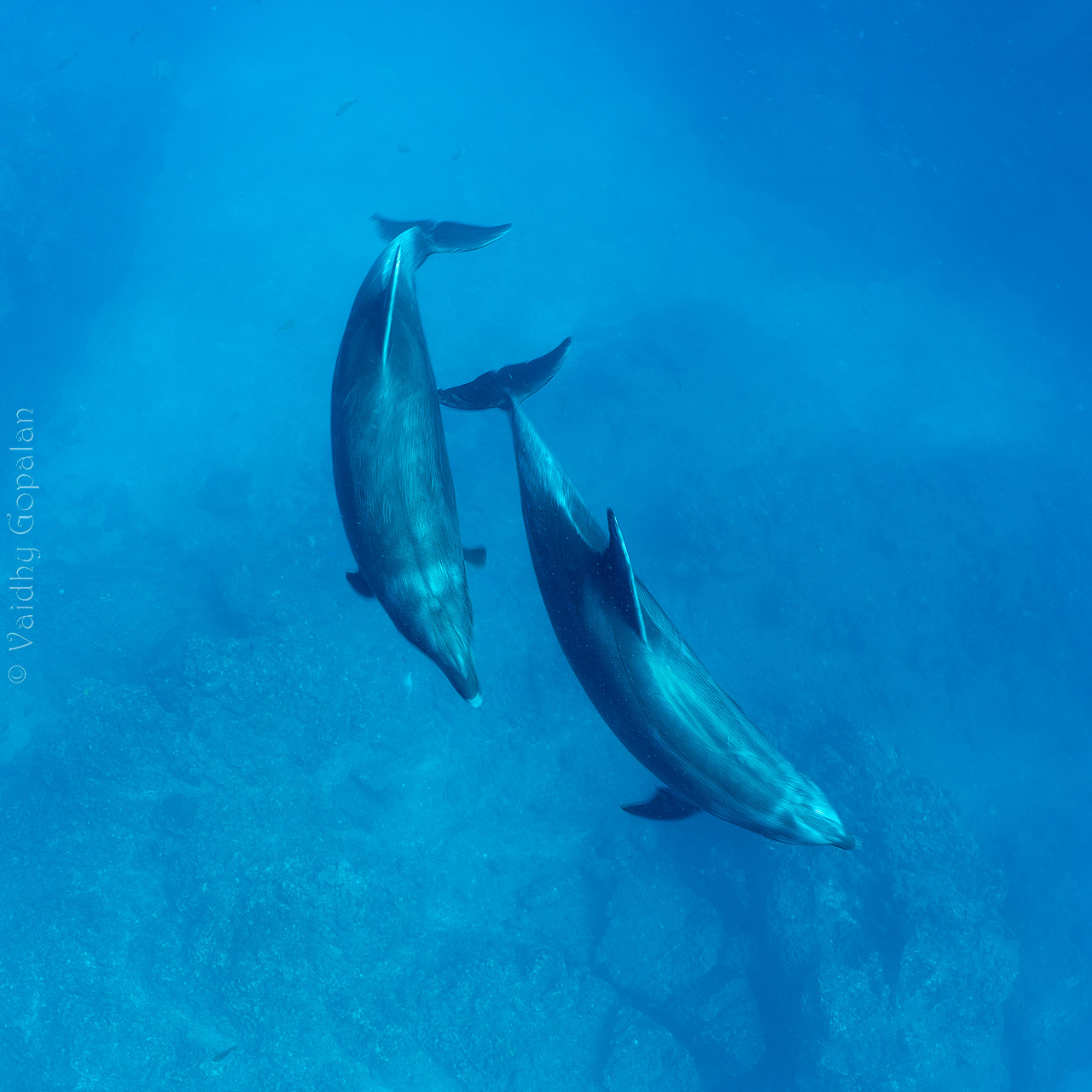Dolphins