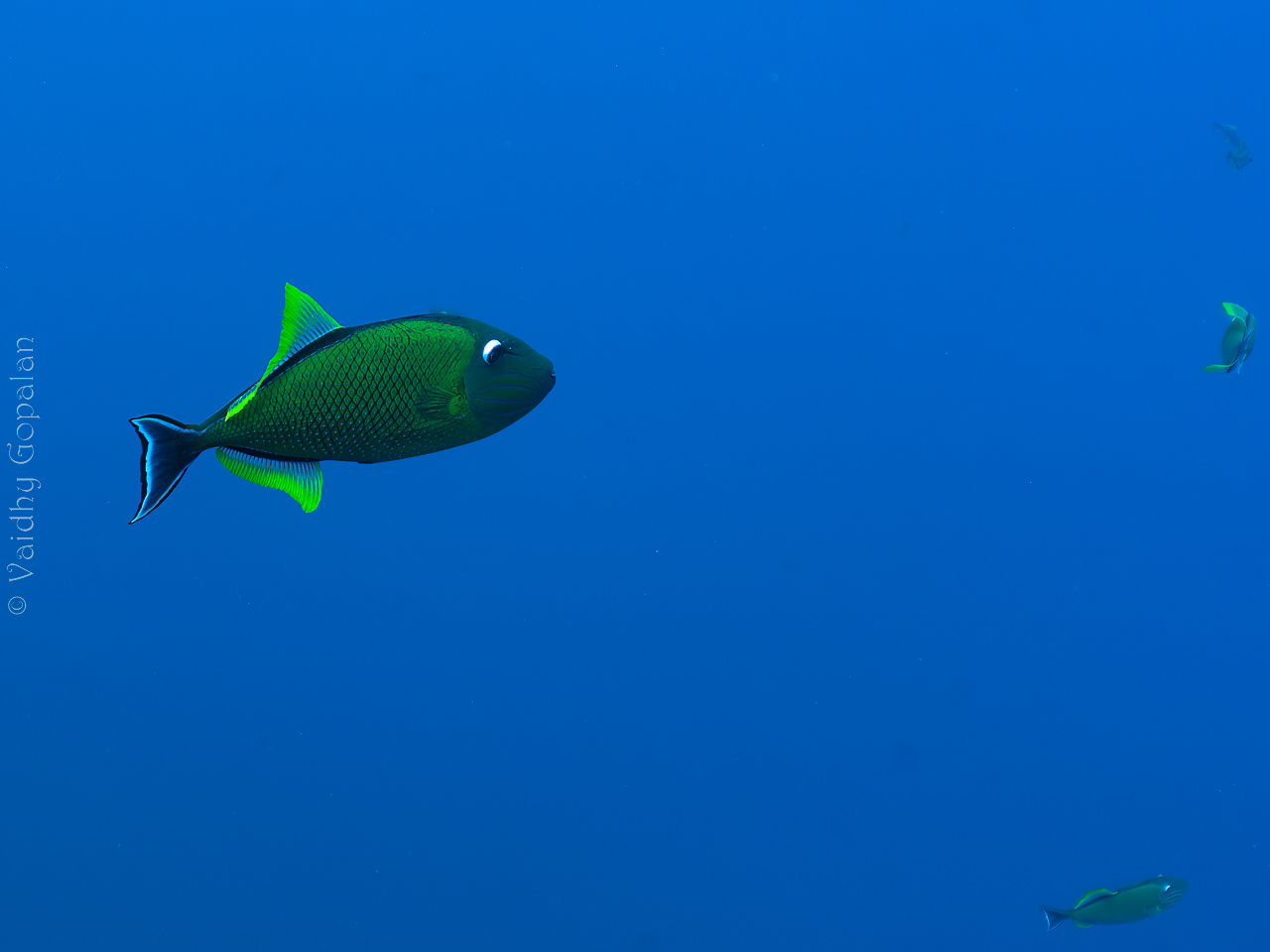 Trigger fish