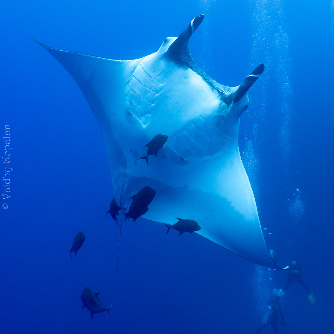 Manta - 2