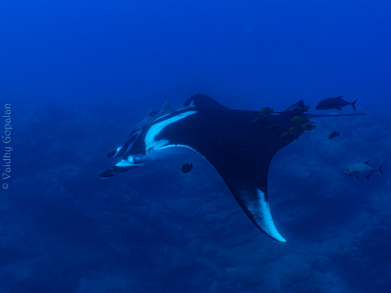 Chevron Manta