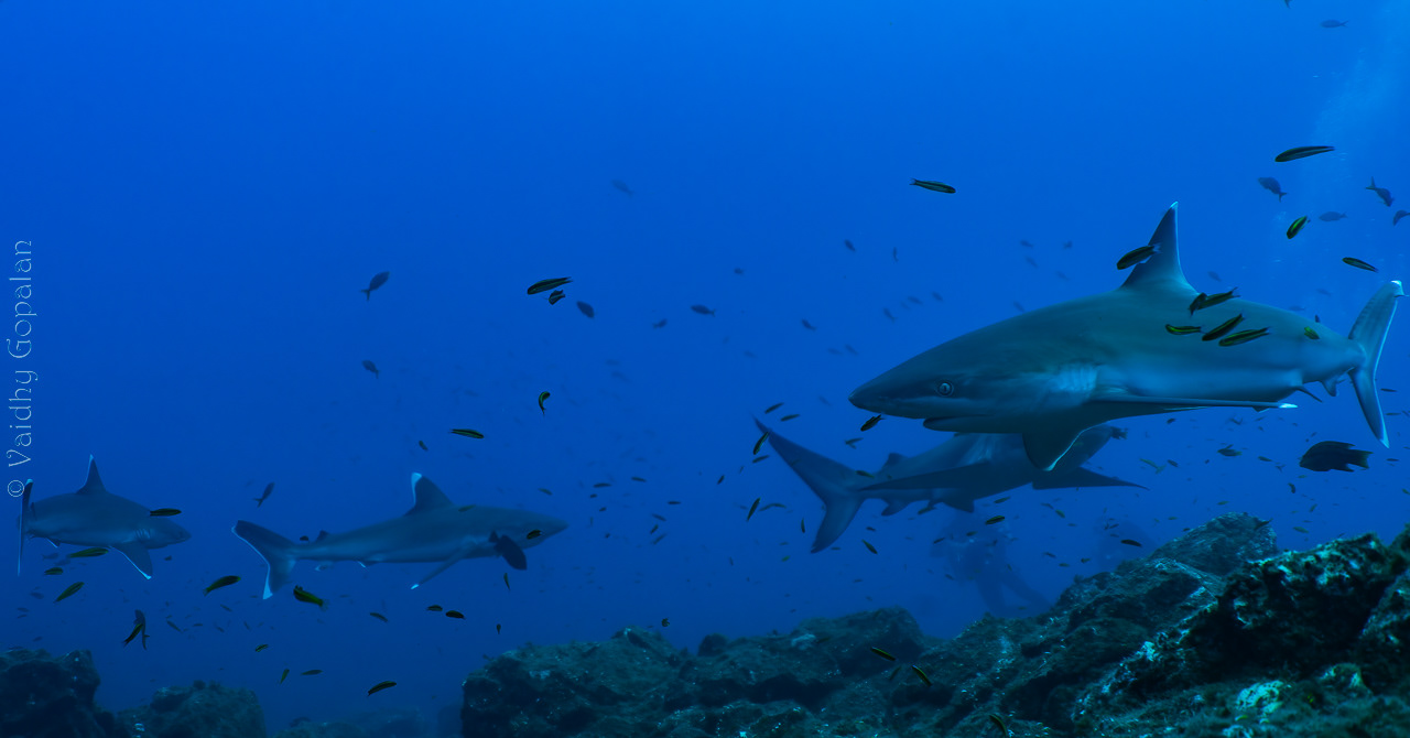 Circling sharks - 1