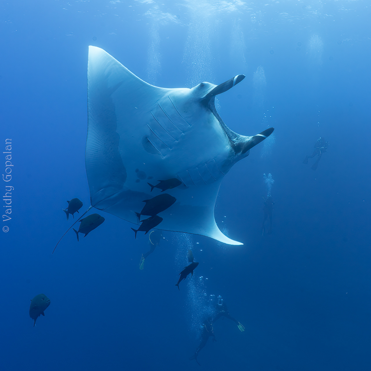Manta - 3