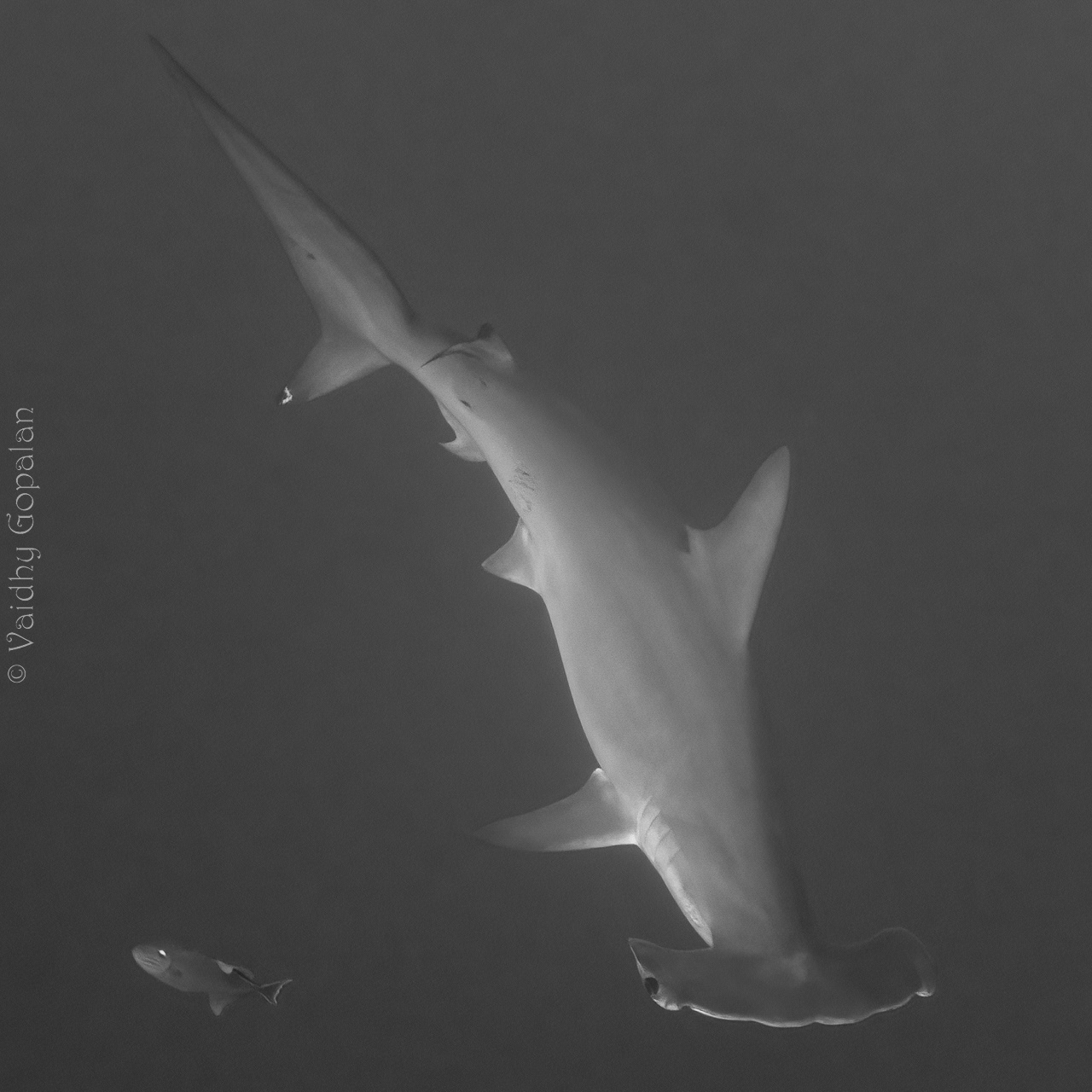Hammerhead - 1