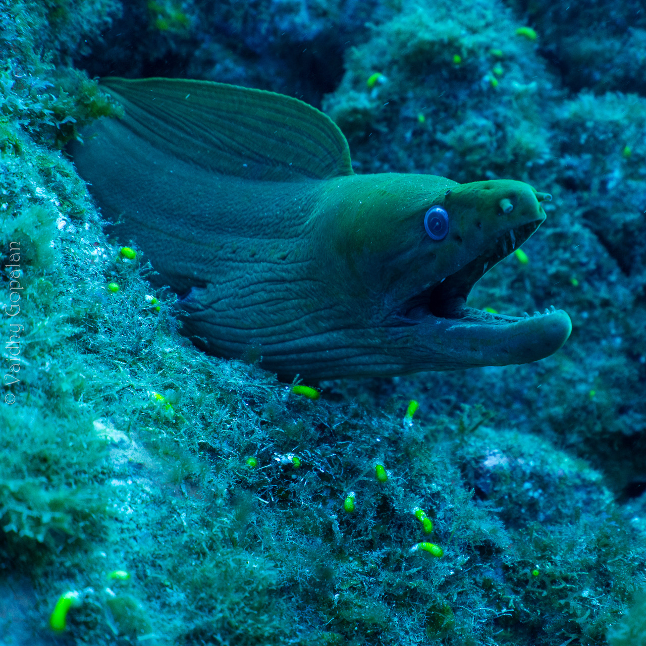 Moray - hiding in the rocks