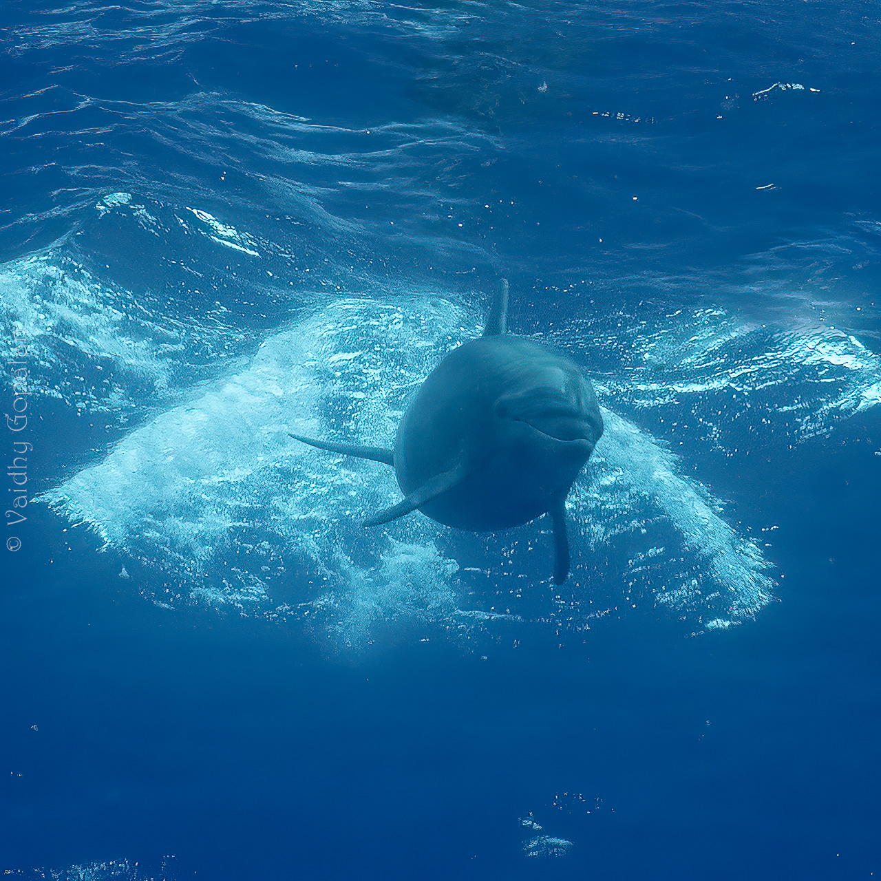 Diving dolphins