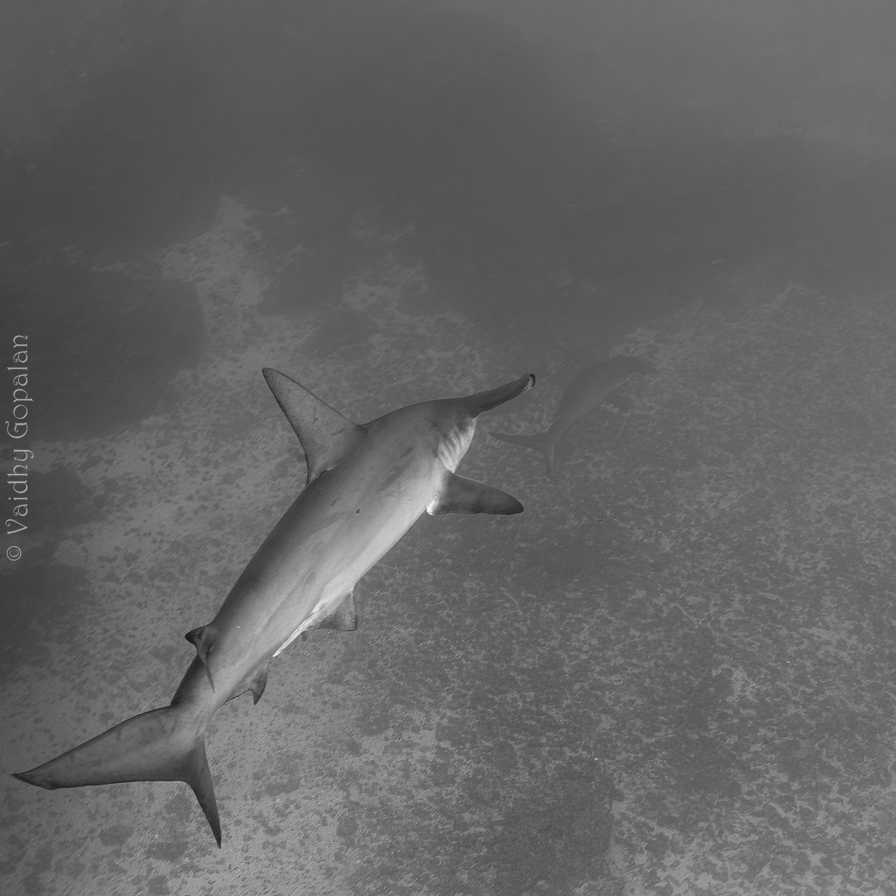 Hammerhead - 2