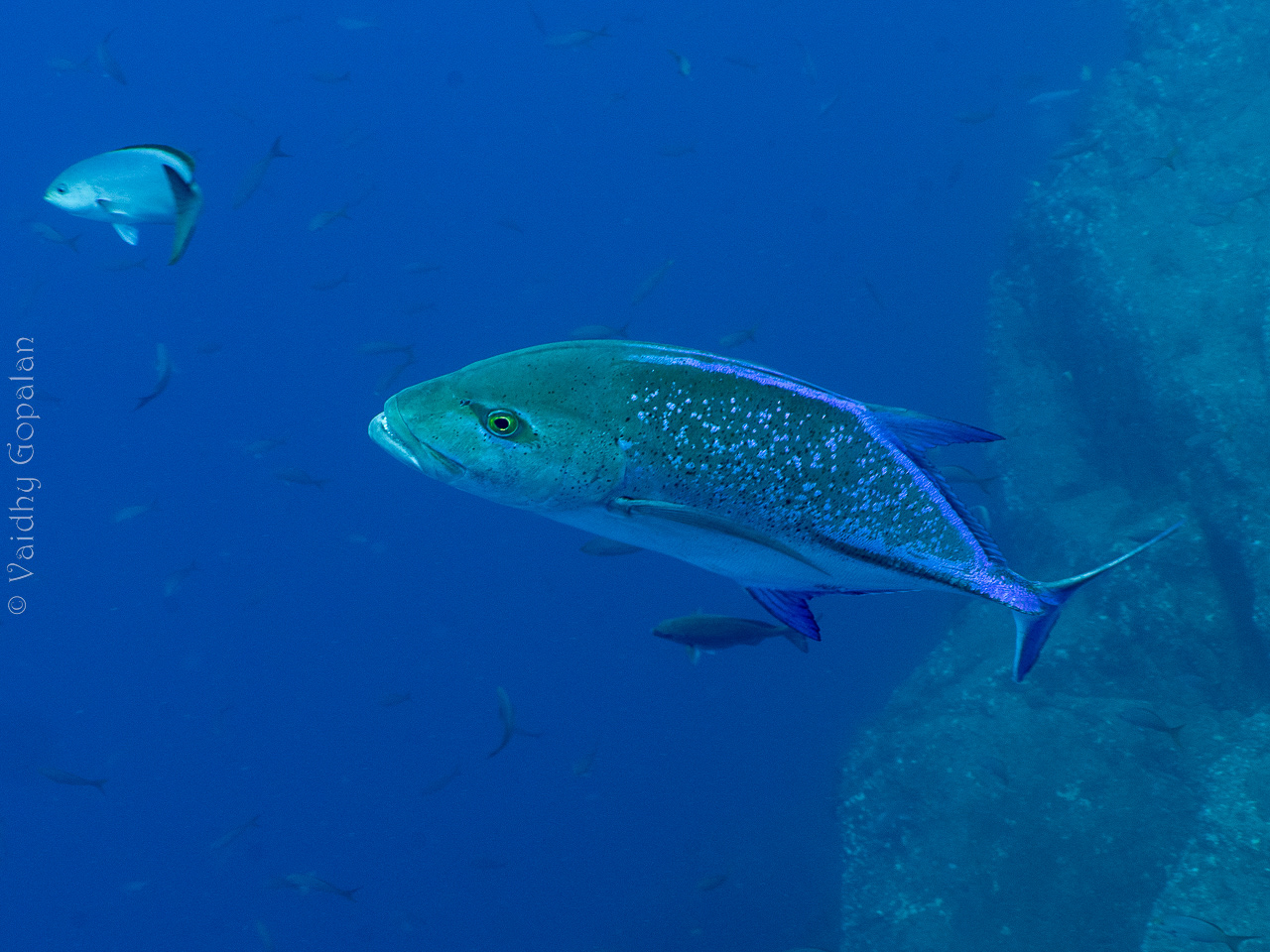 Blue fin trevali