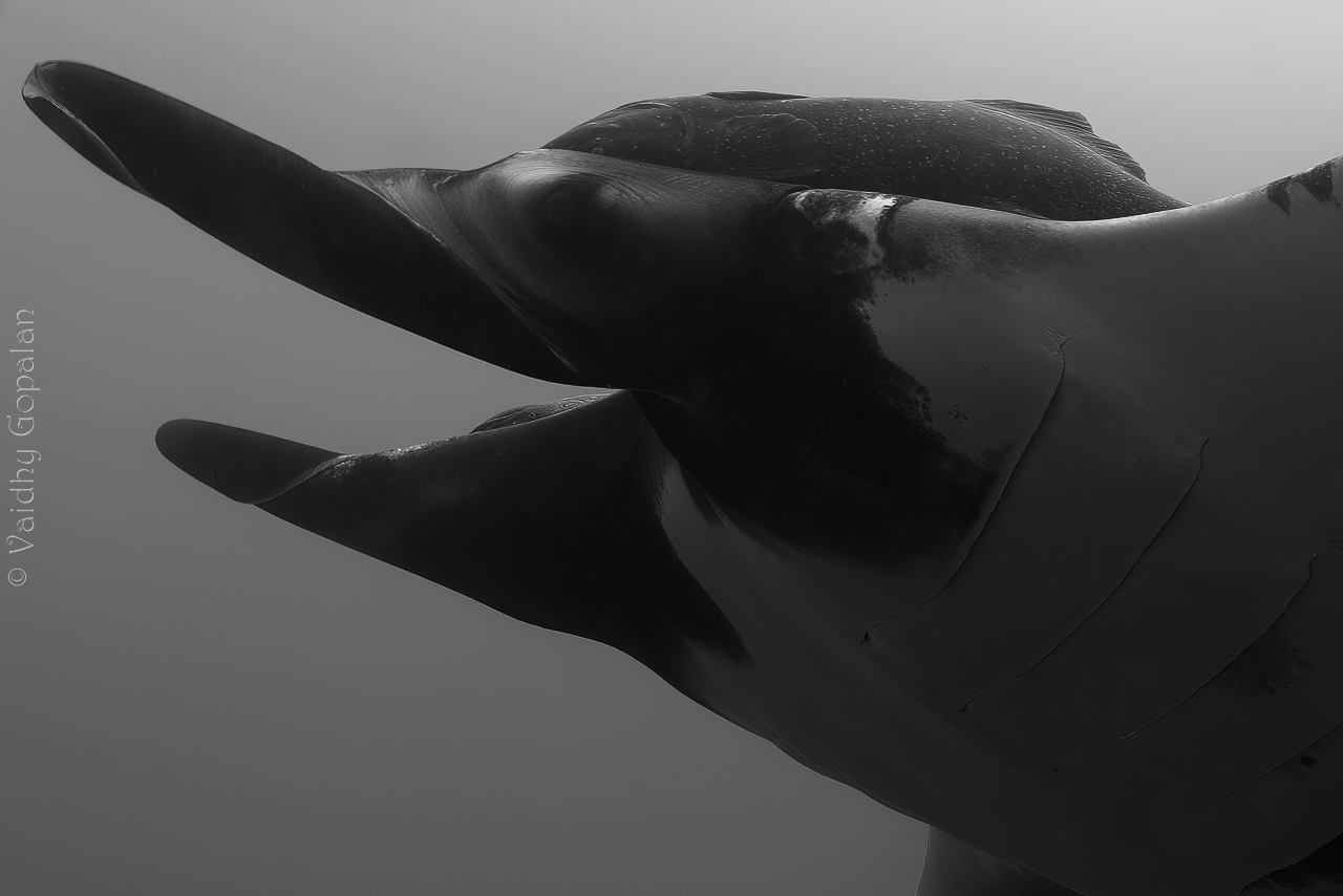 Manta portrait
