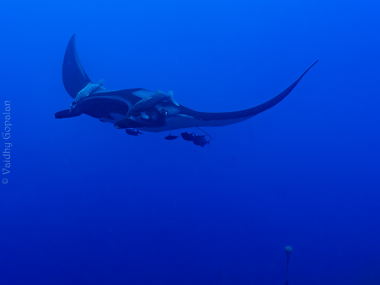 Manta - coming in for a close up