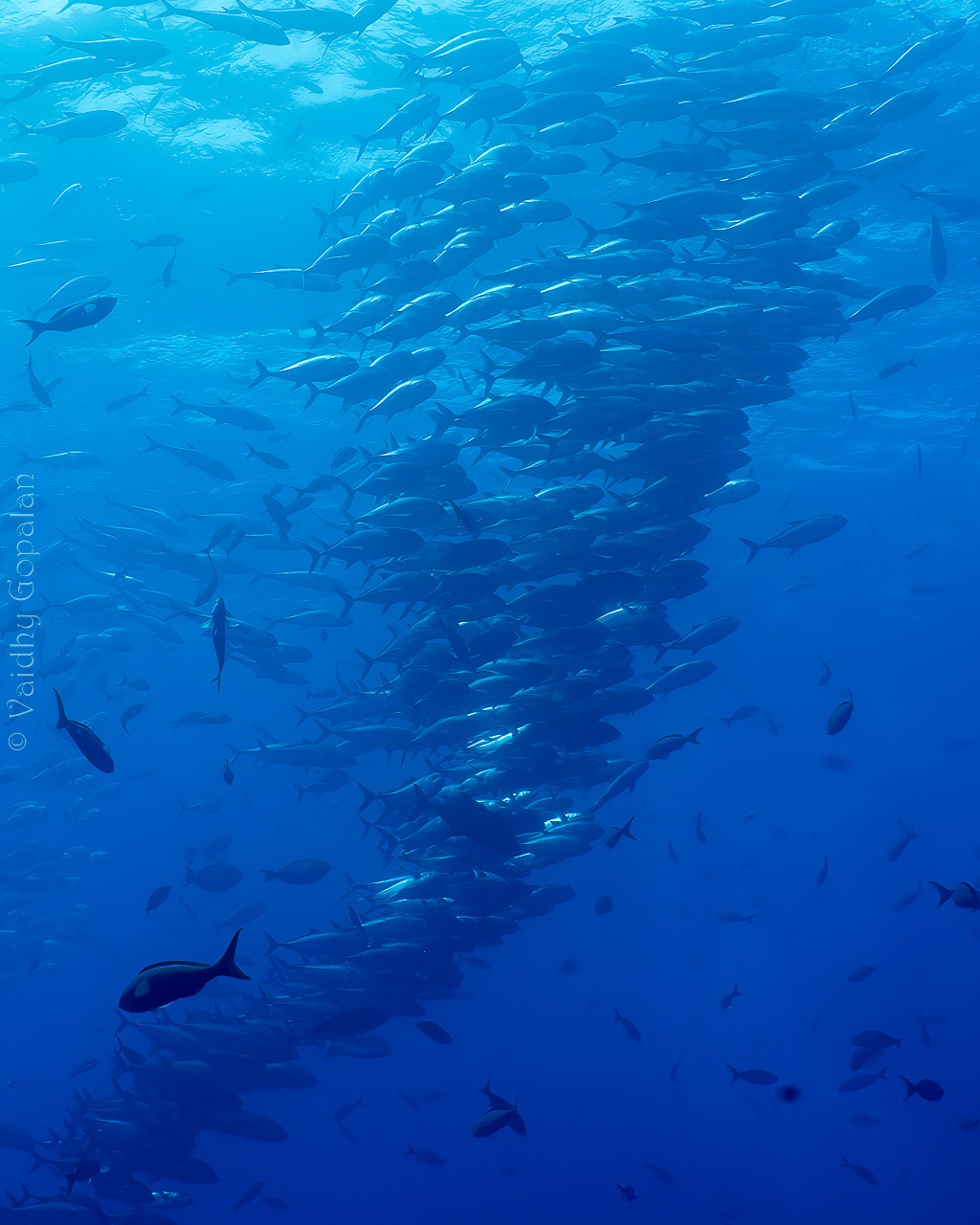 Fish tornado