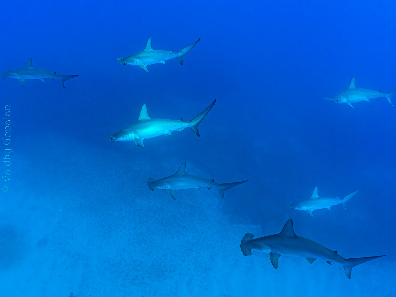 Hammerheads - shy sharks