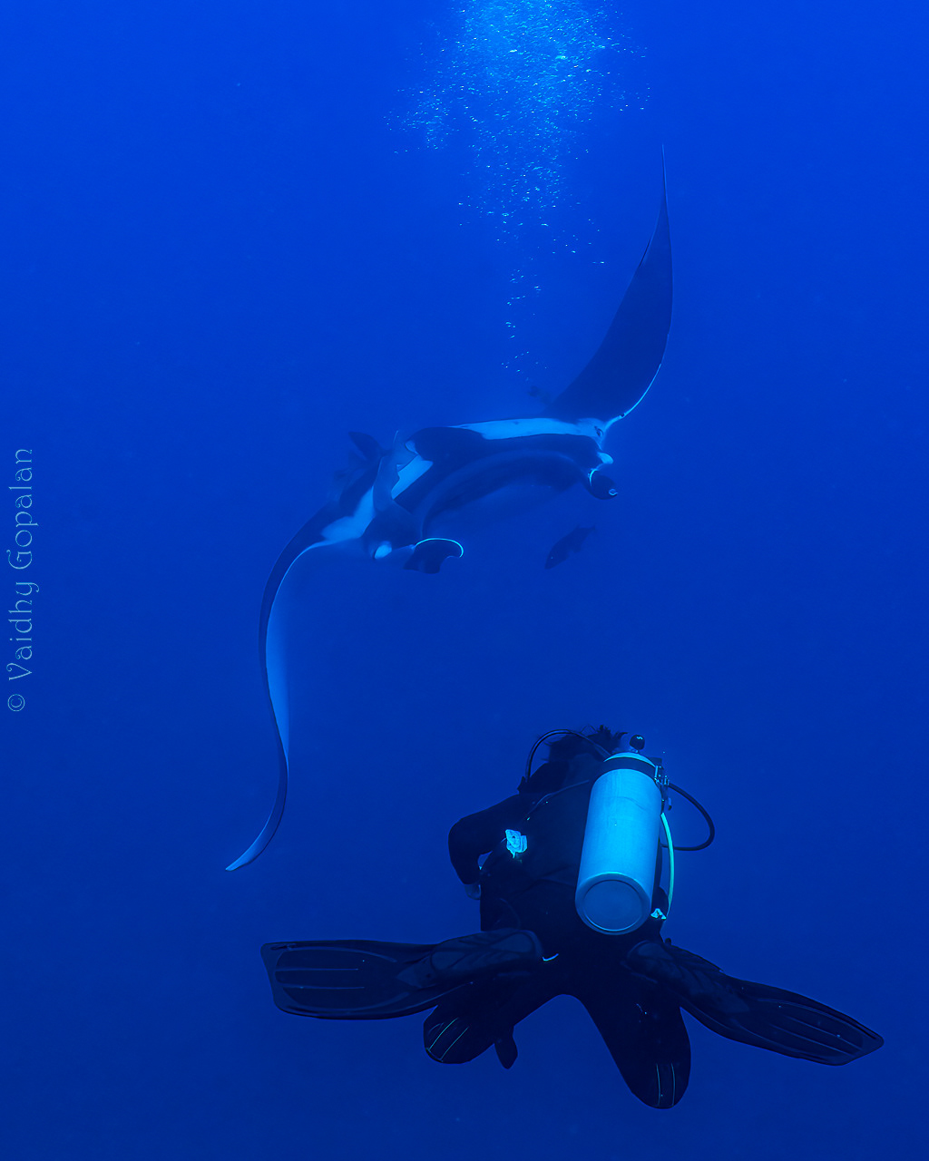 Majestic Manta