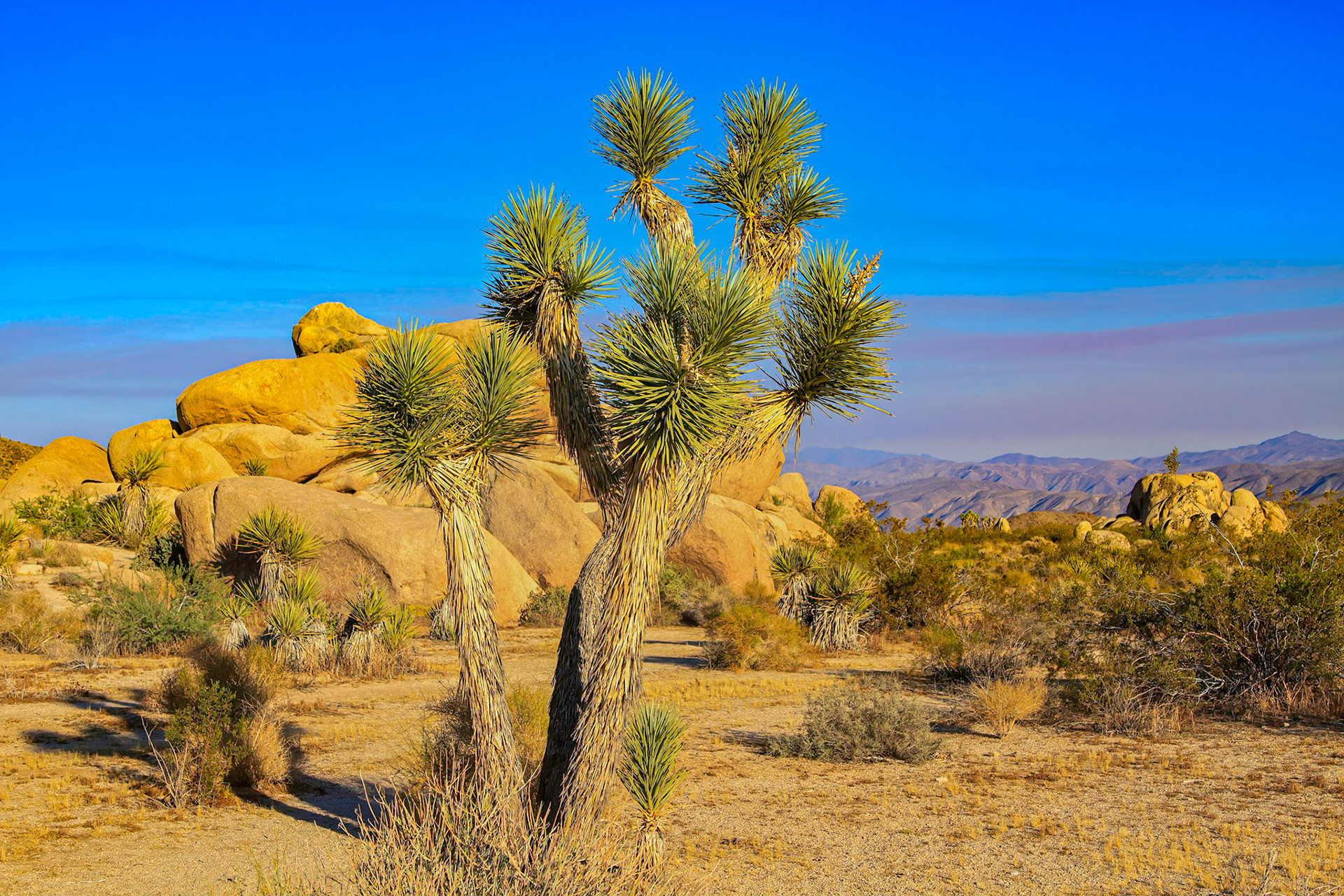 Joshua Tree National Park, California