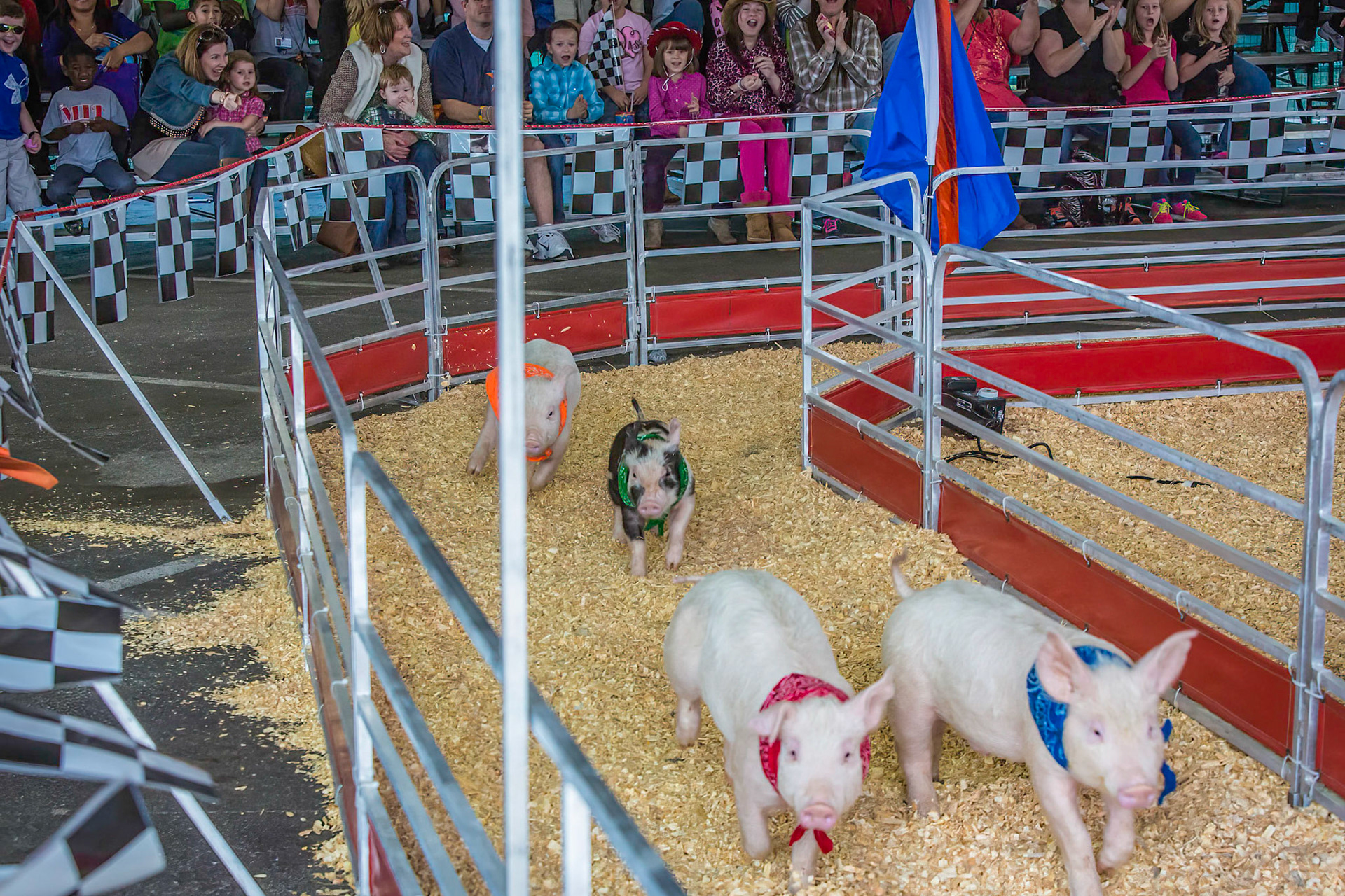 Rodeo - Pig Races