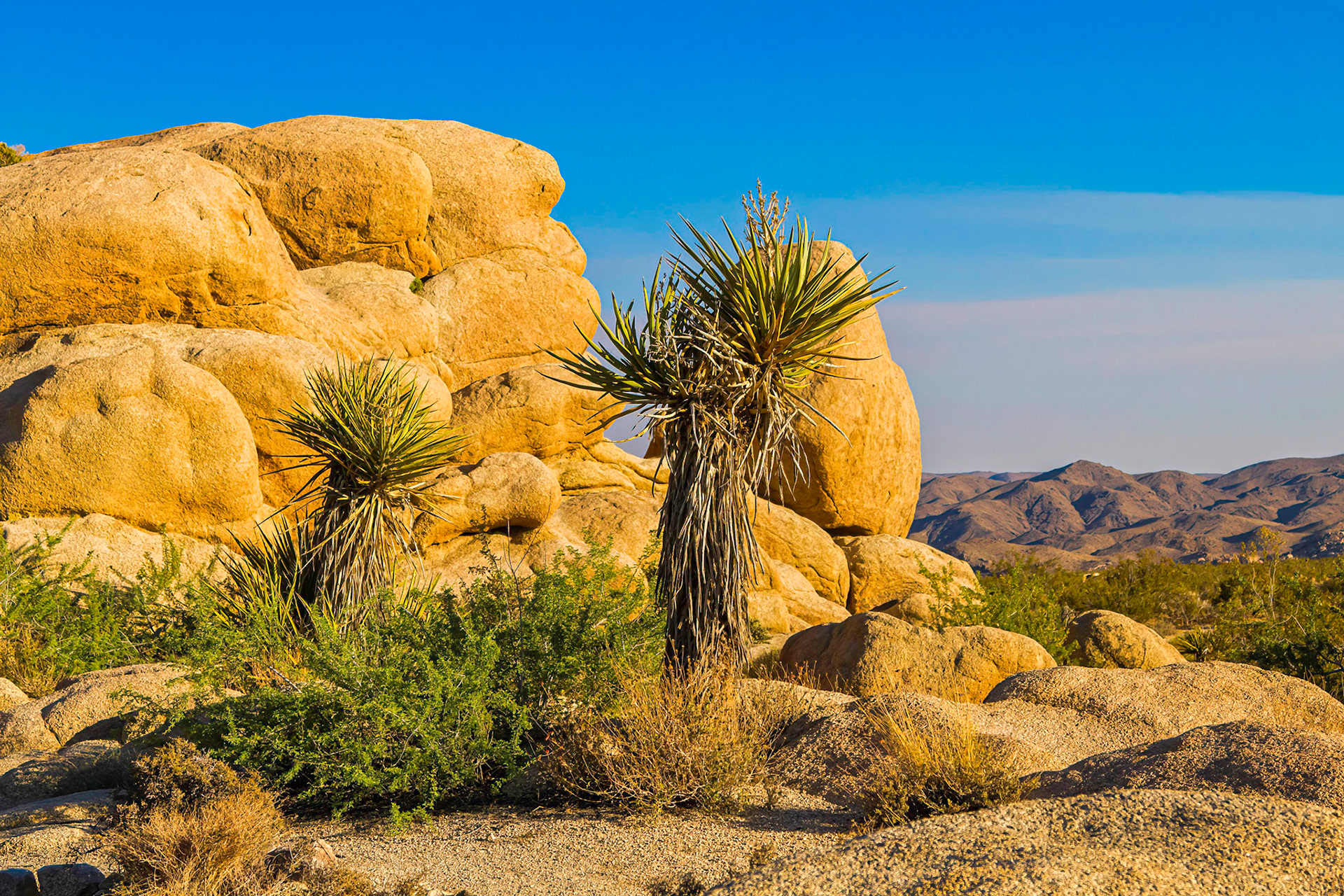Joshua Tree National Park, California