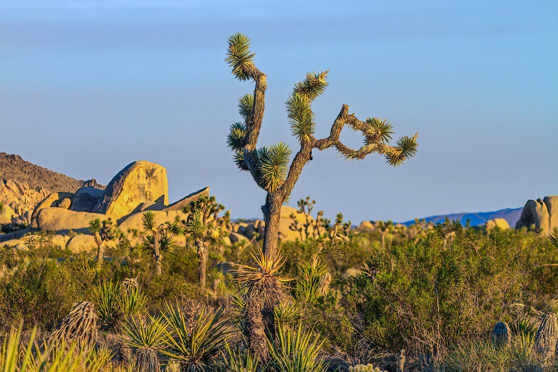 Joshua Tree National Park, California